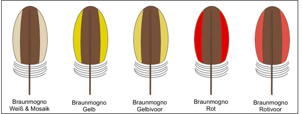 Federzeichnung Braunmogno