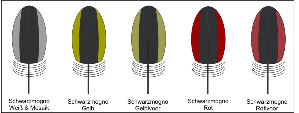 Federzeichnung Schwarzmogno