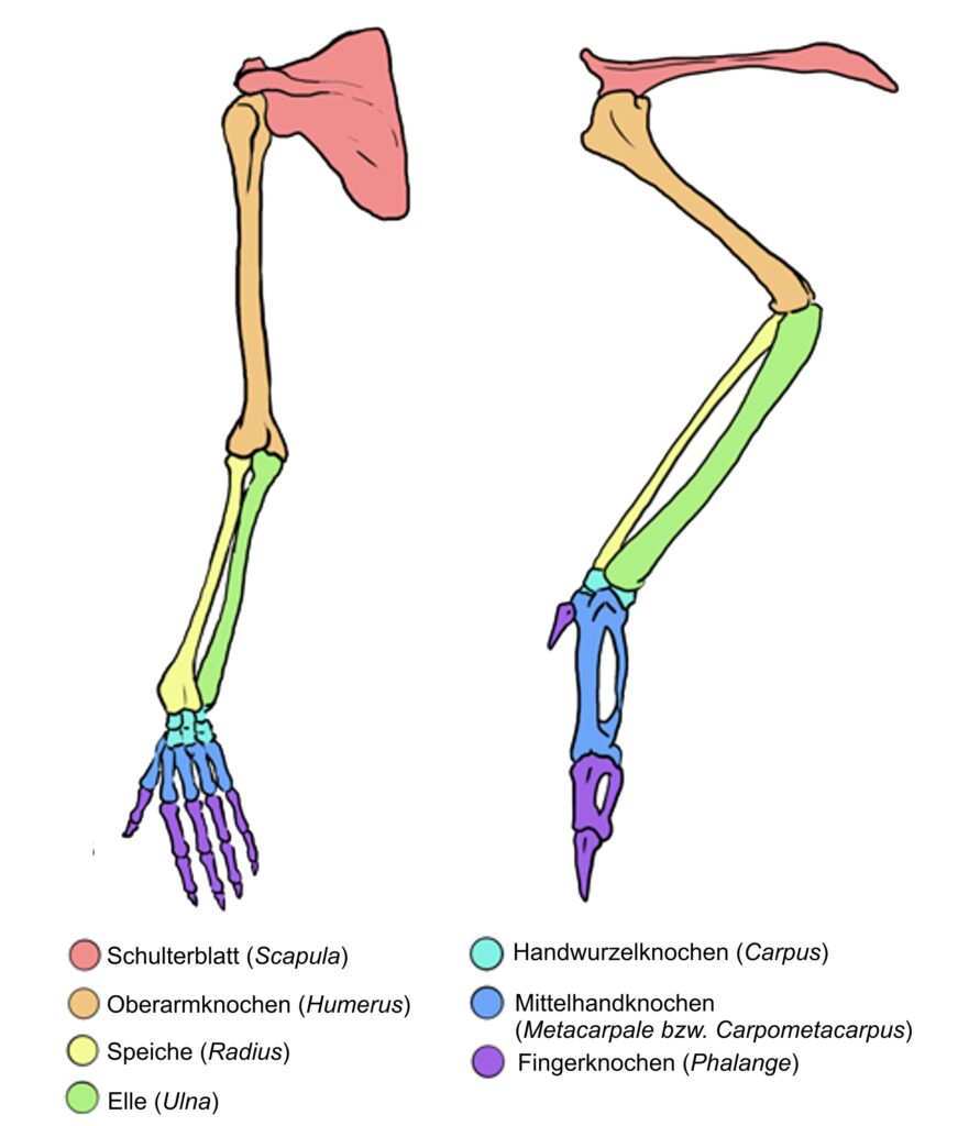 Armskelette