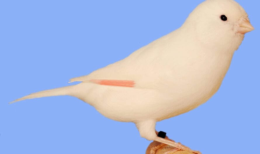 Dominant white canaries