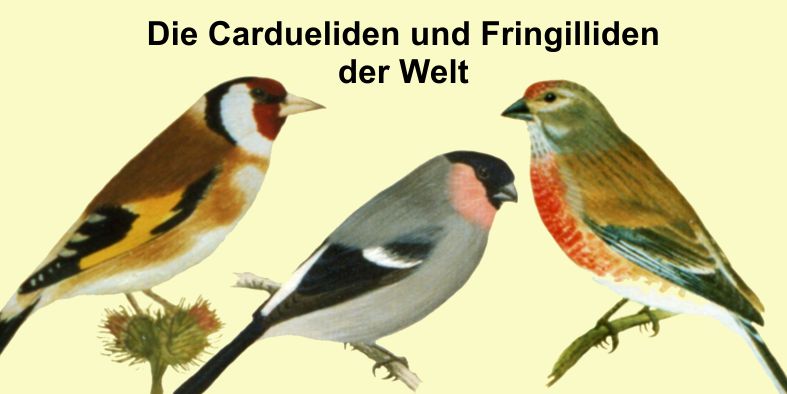 Cardueliden und Fringilliden
