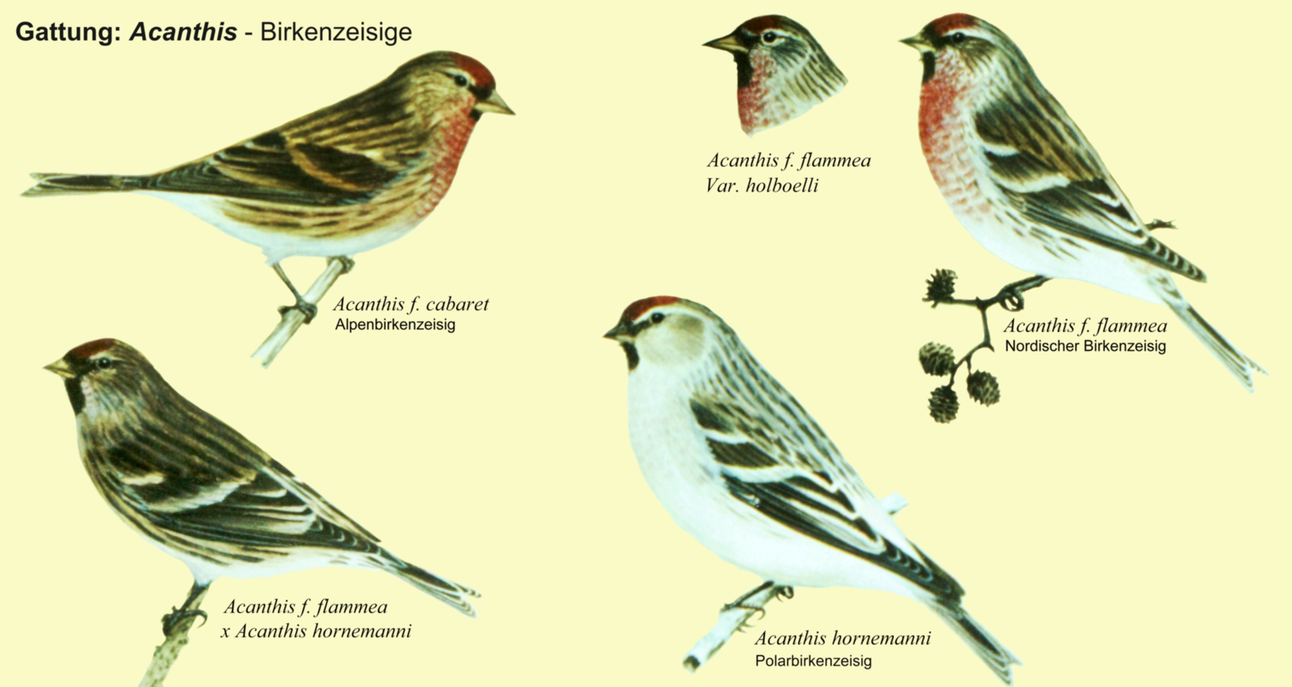 Acanthis: Birkenzeisige - Alpenbirkenzeisig, Nordischer Birkenzeisig, Polarbirkenzeisig