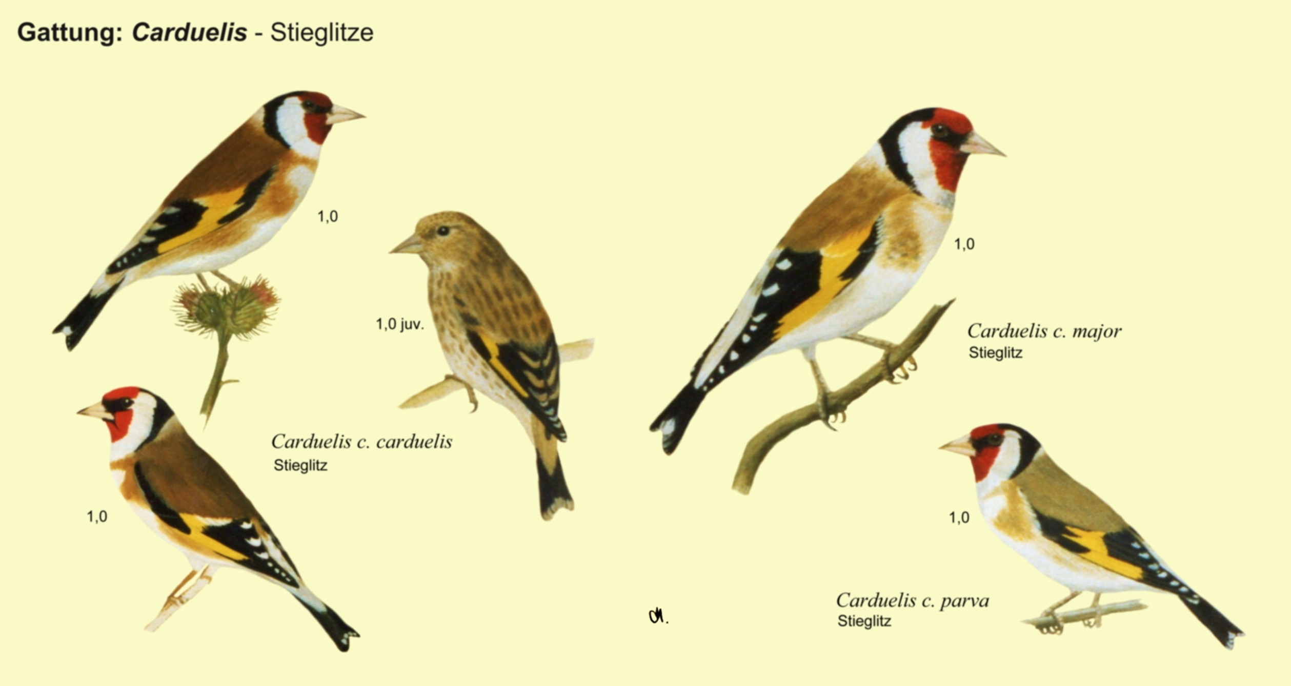 Carduelis: Stieglitze - Gartenstieglitz, Stieglitz major, Stieglitz parva