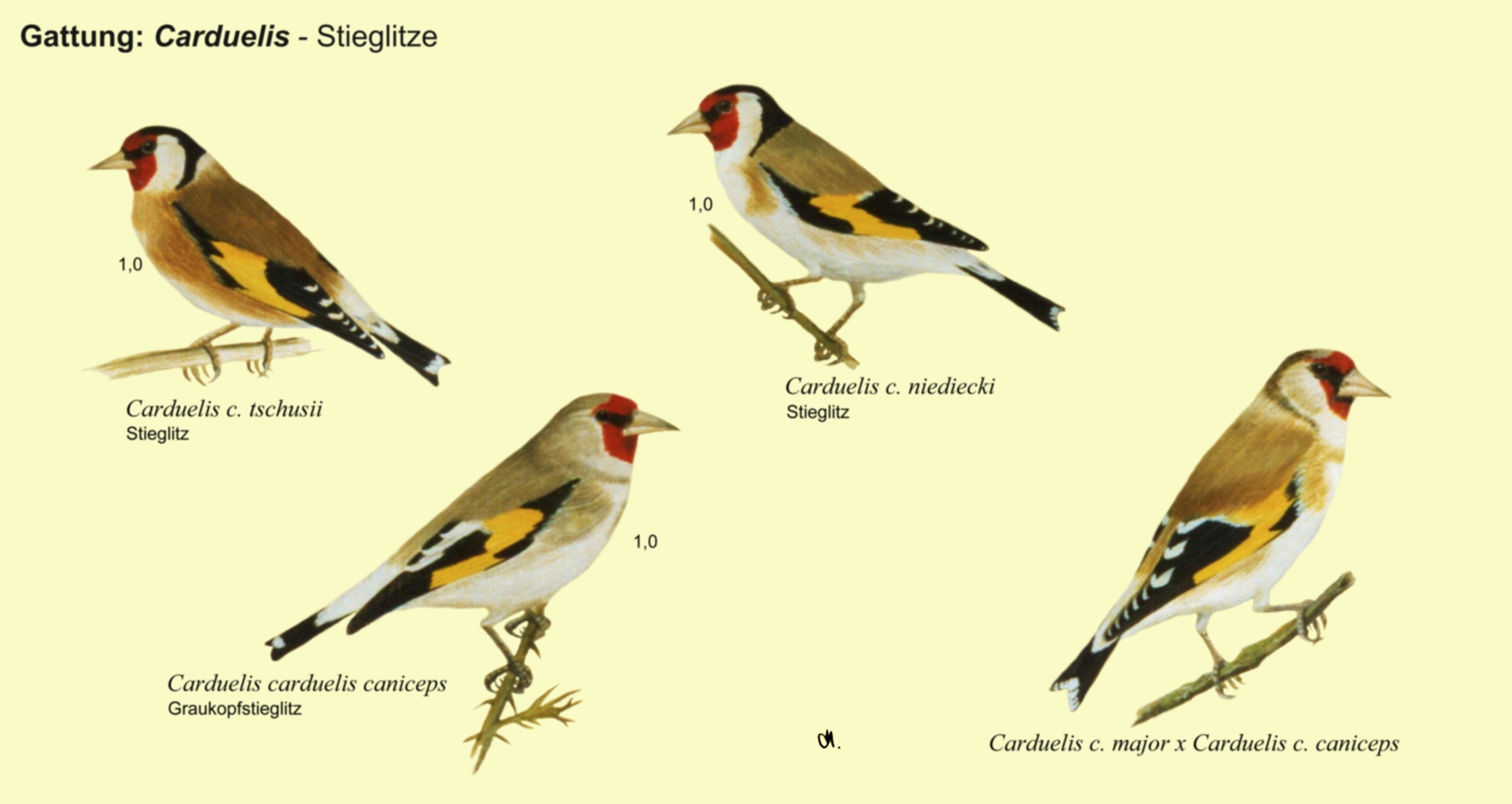 Carduelis: Stieglitze -Stieglitz tschusii, Graukopfstieglitz