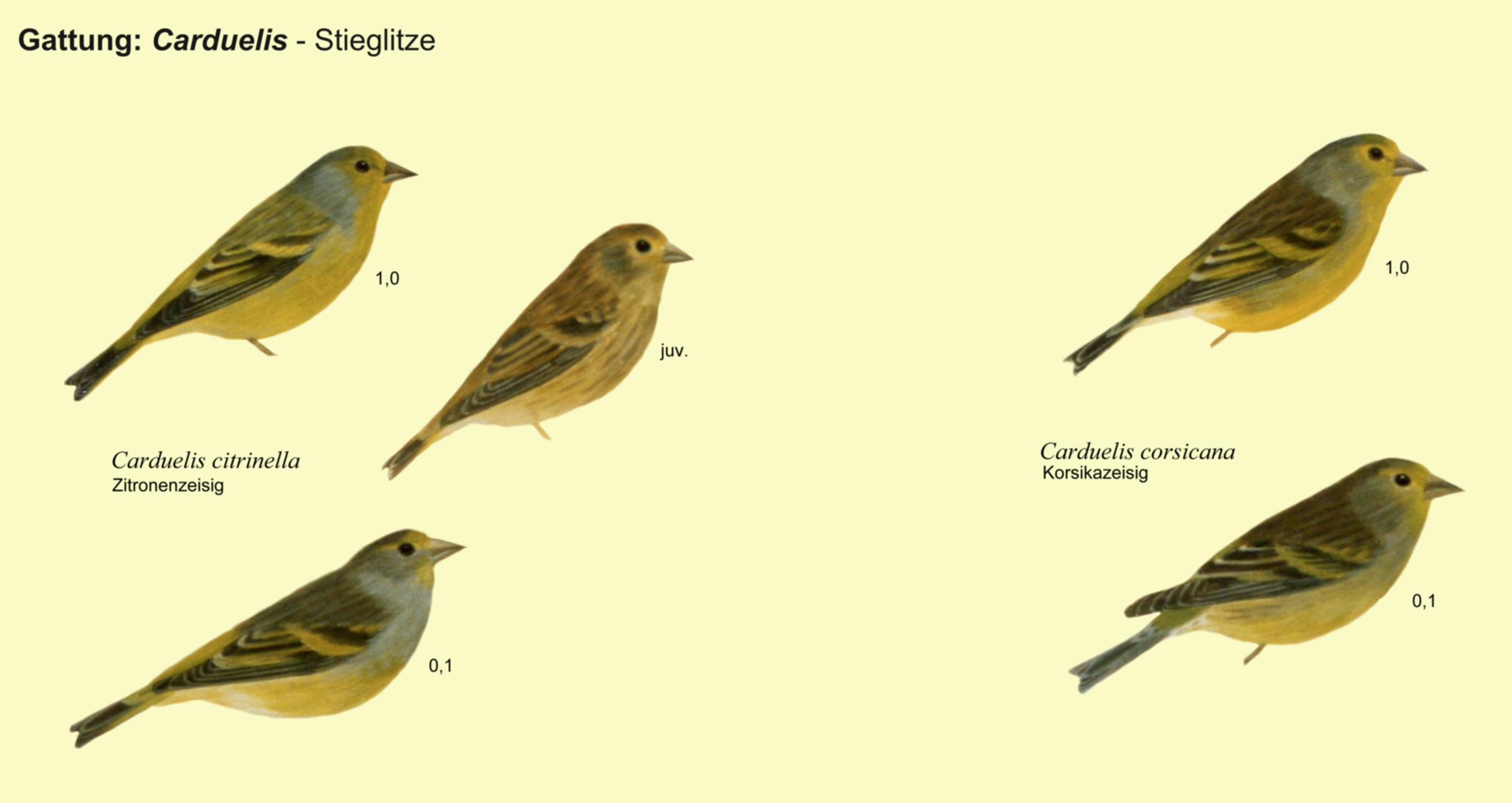 Carduelis: Stieglitze - Zitronenzeisig, Korsikazeisig