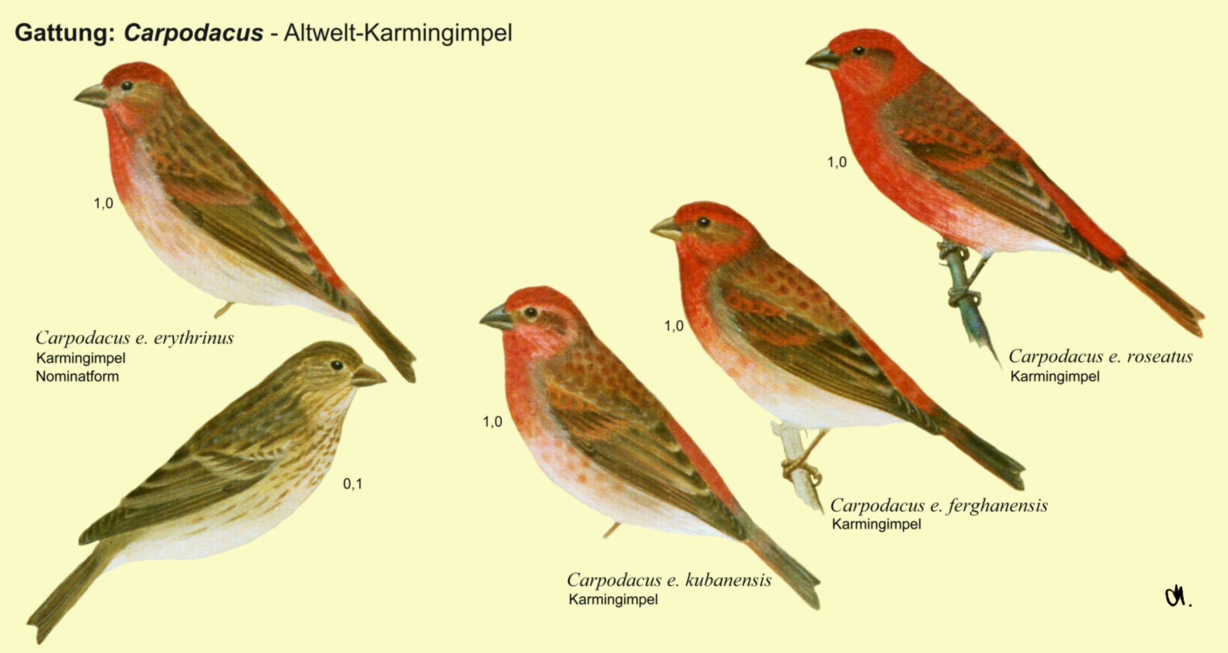 Carpodacus: Altwelt-Karmingimpel - Karmingimpel