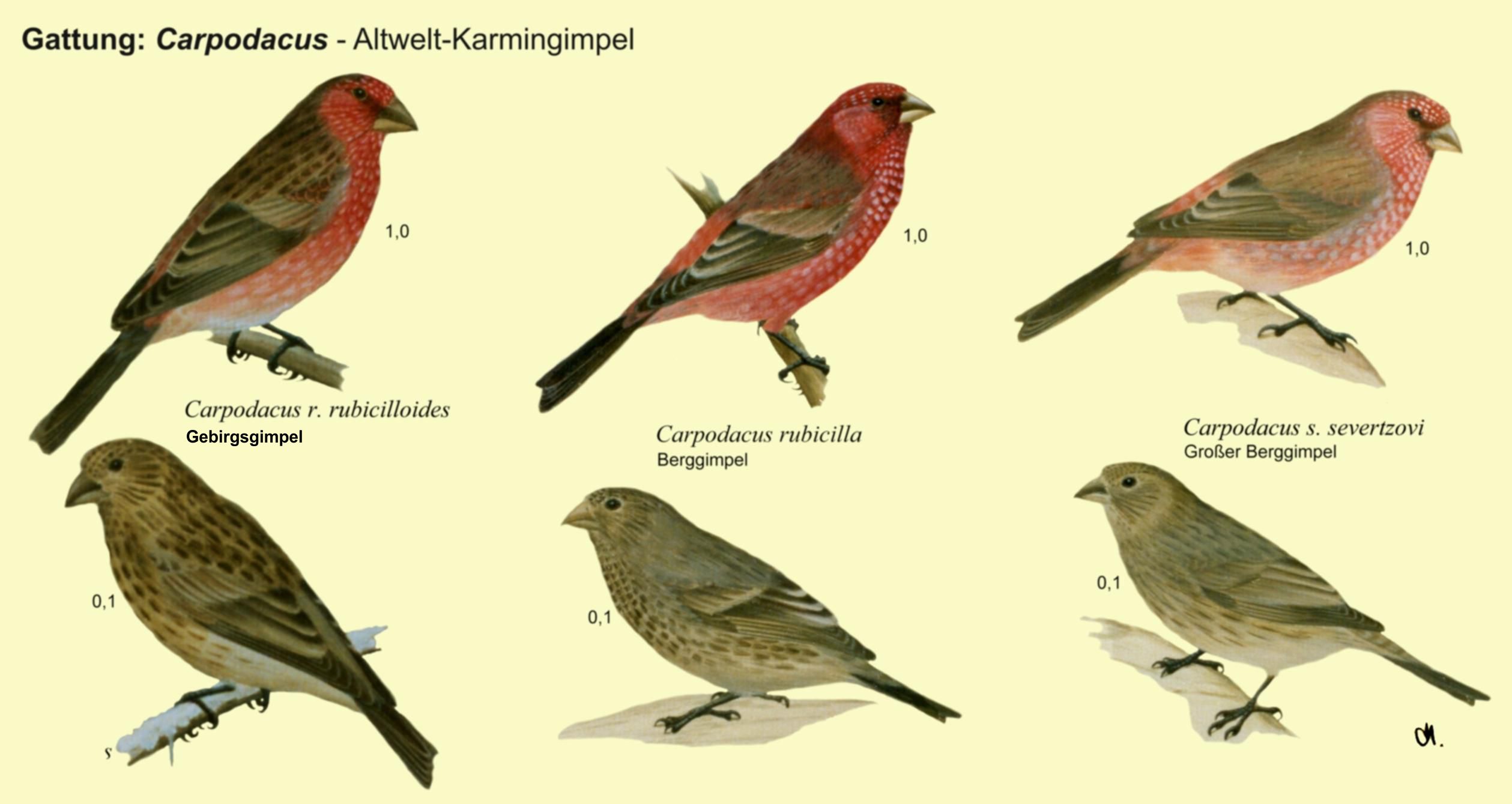 Carpodacus: Altwelt-Karmingimpel - Gebirgsgimpel, Berggimpel, Großer Berggimpel