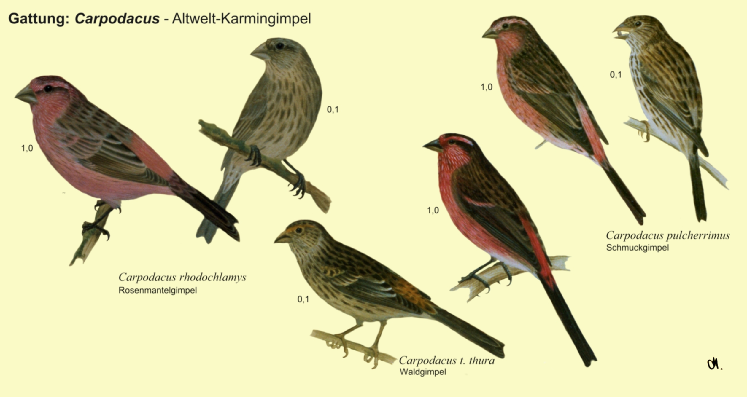 Carpodacus: Altwelt-Karmingimpel - Rosenmantelgimpel, Waldgimpel, Schmuckgimpel