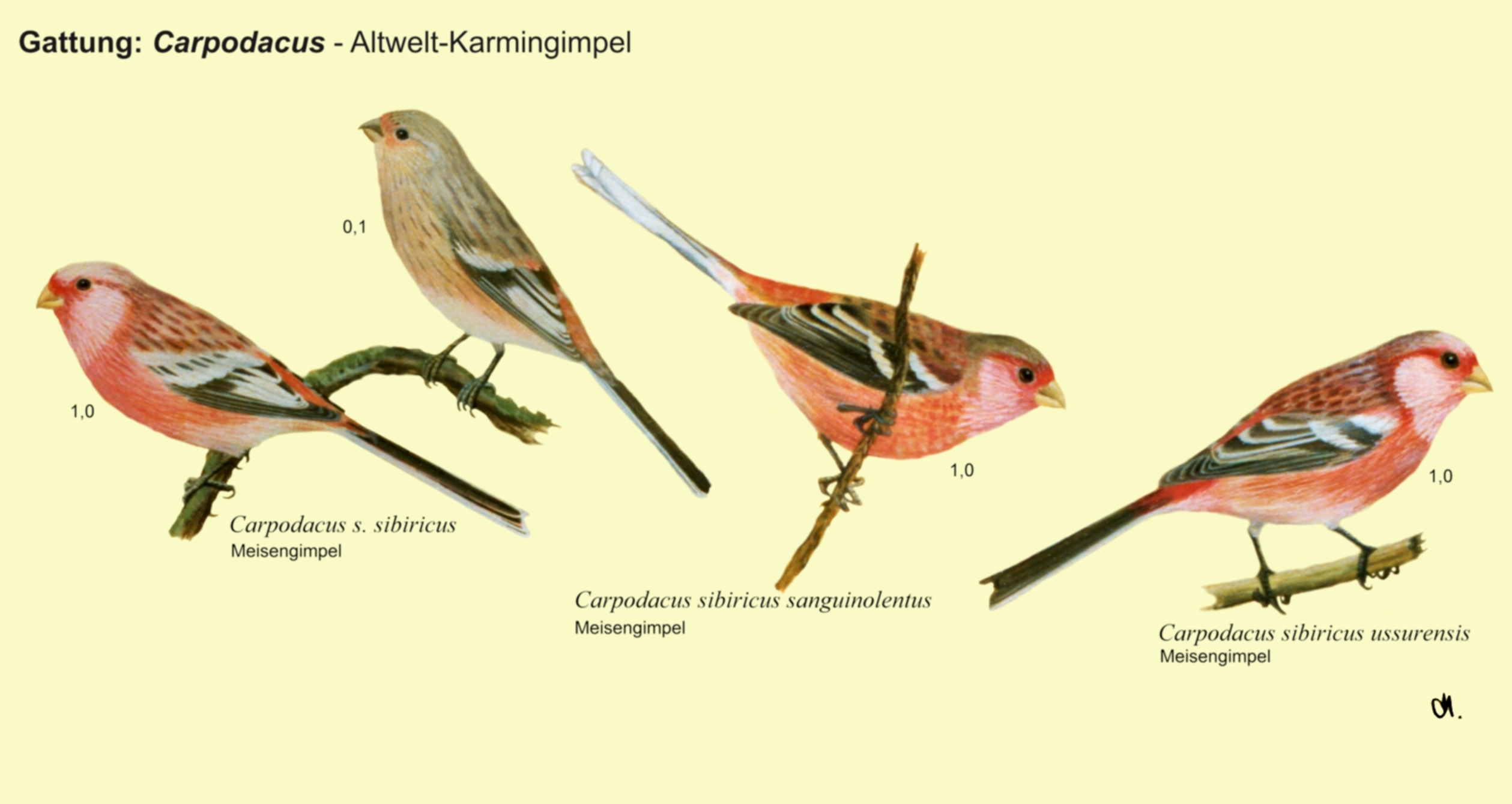 Carpodacus: Altwelt-Karmingimpel -Meisengimpel