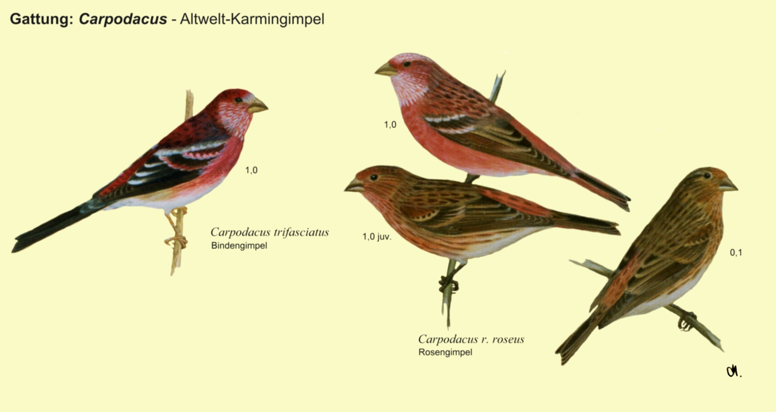 Carpodacus: Altwelt-Karmingimpel - Bindengimpel, Rosengimpel