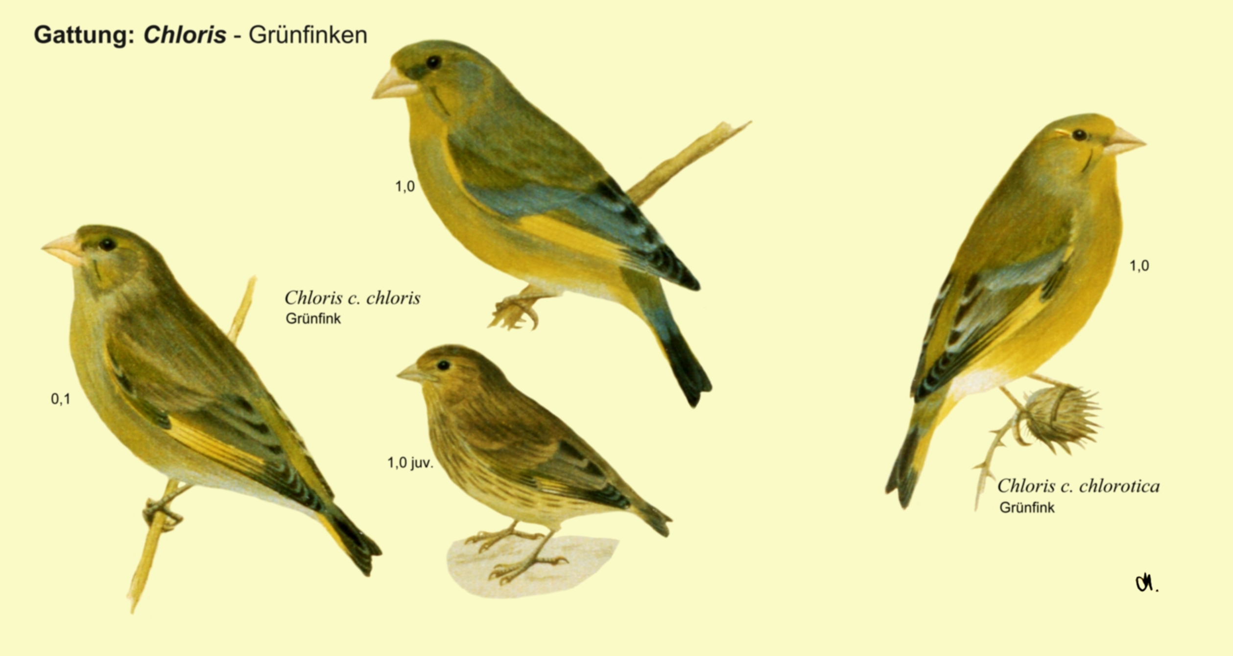 Chloris: Grünfinken - Grünfink