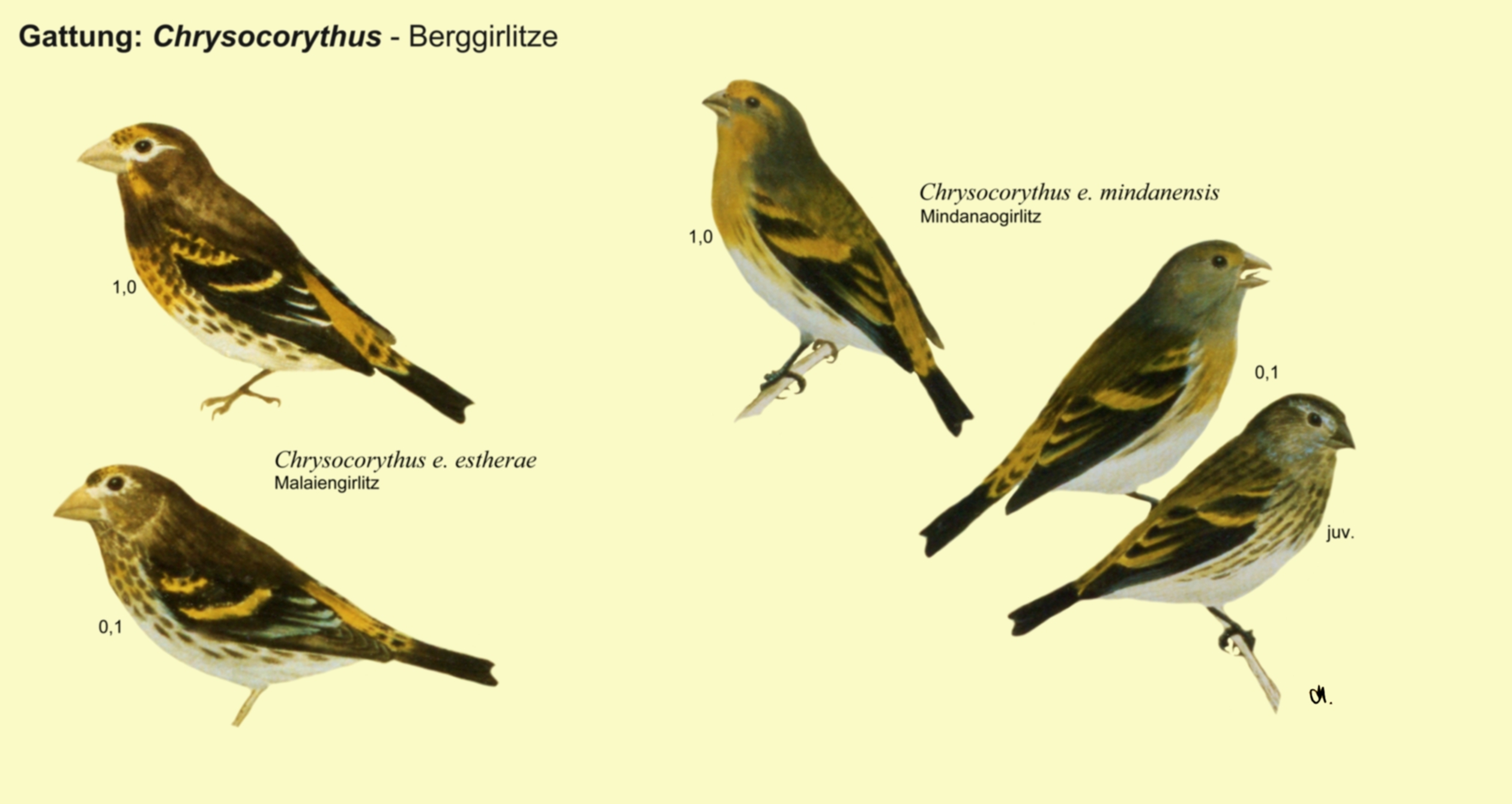 Chrysocorythus: Berglirlitze - Malaiengirlitz, Mindanaogirlitz