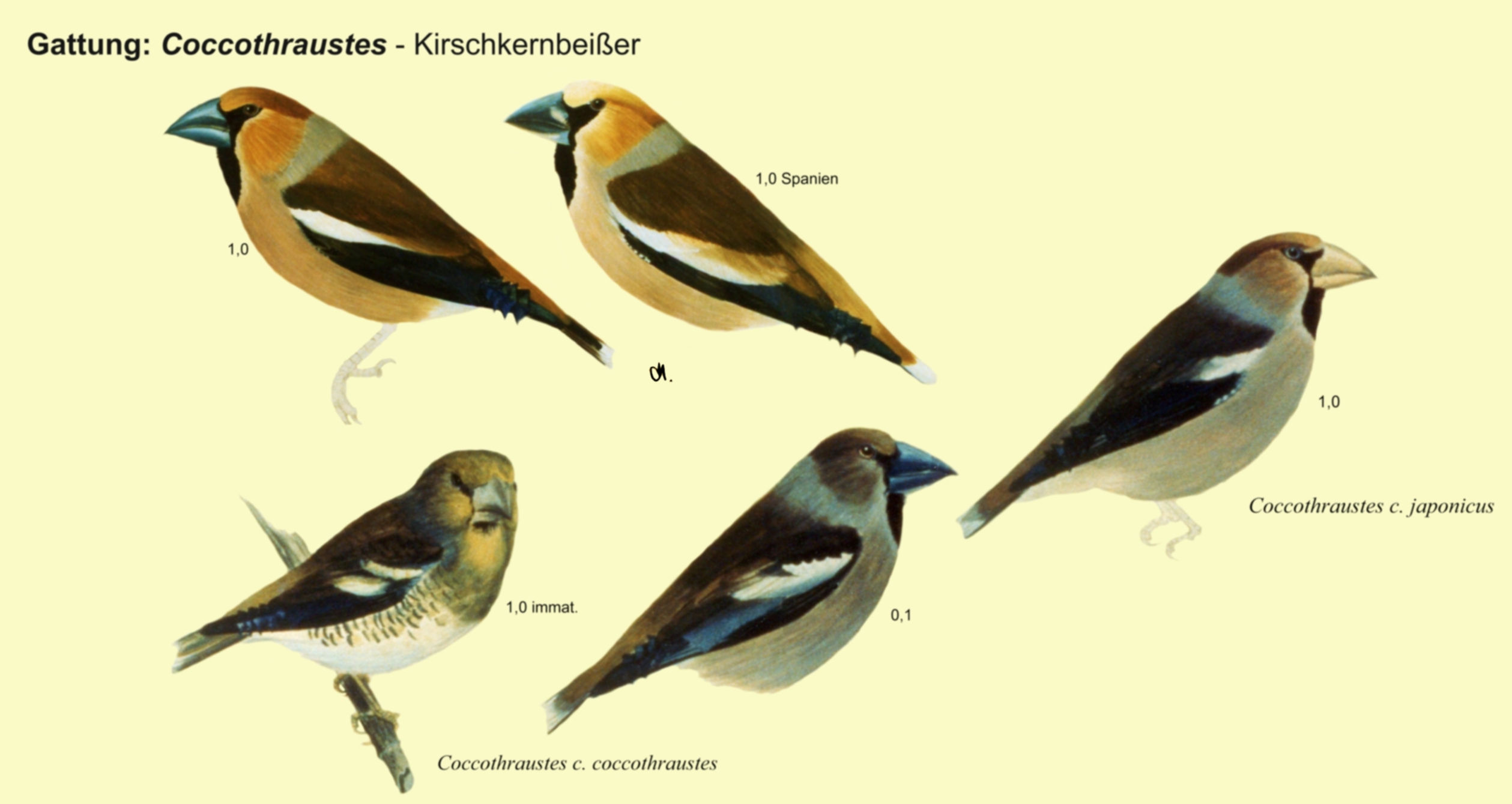 Coccothraustes: Kirschkernbeisser