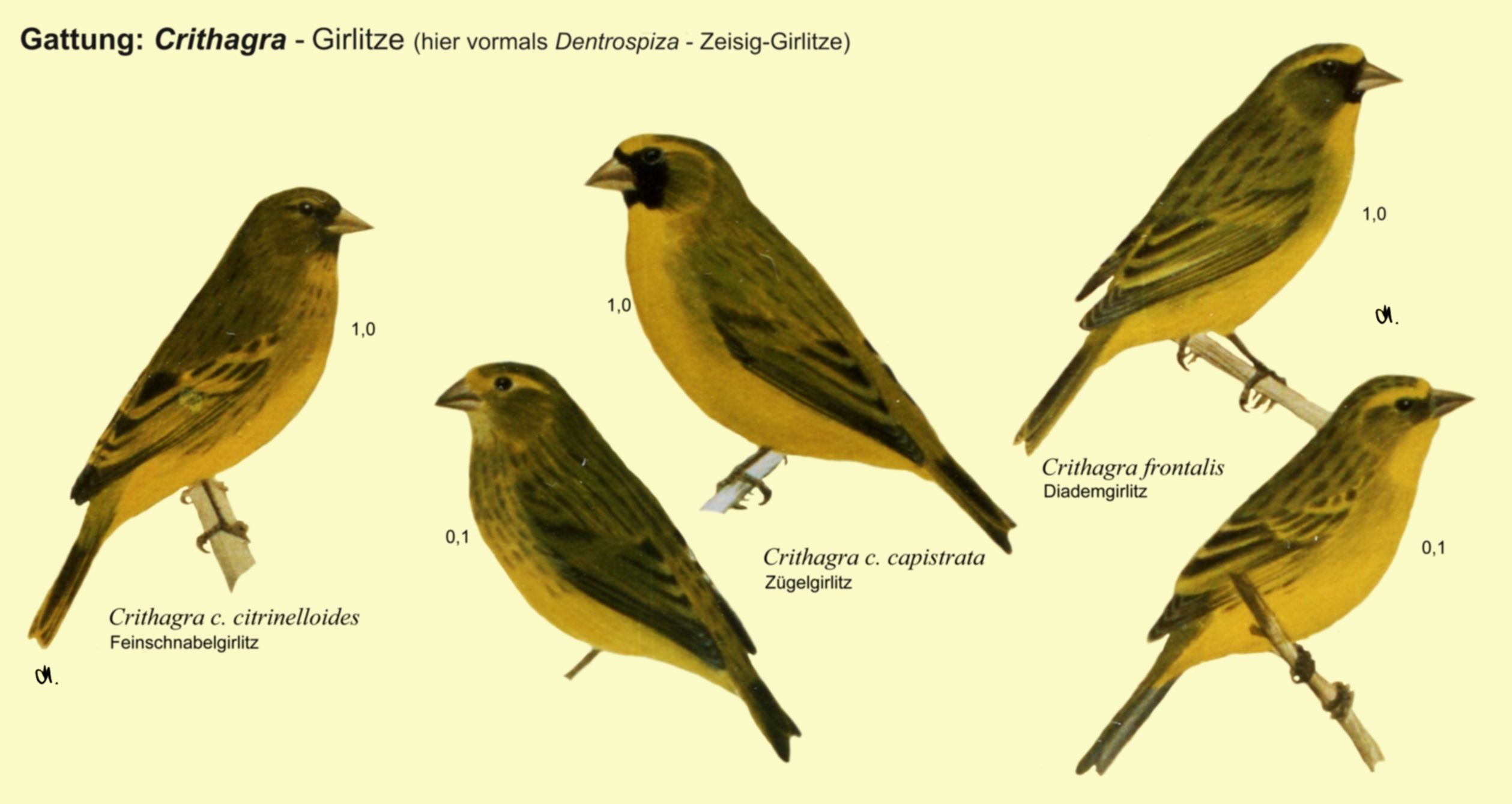 Crithagra: Zeisig-Girlitze - Feinschnabelgirlitz, Zügelgirlitz, Diademgirlitz