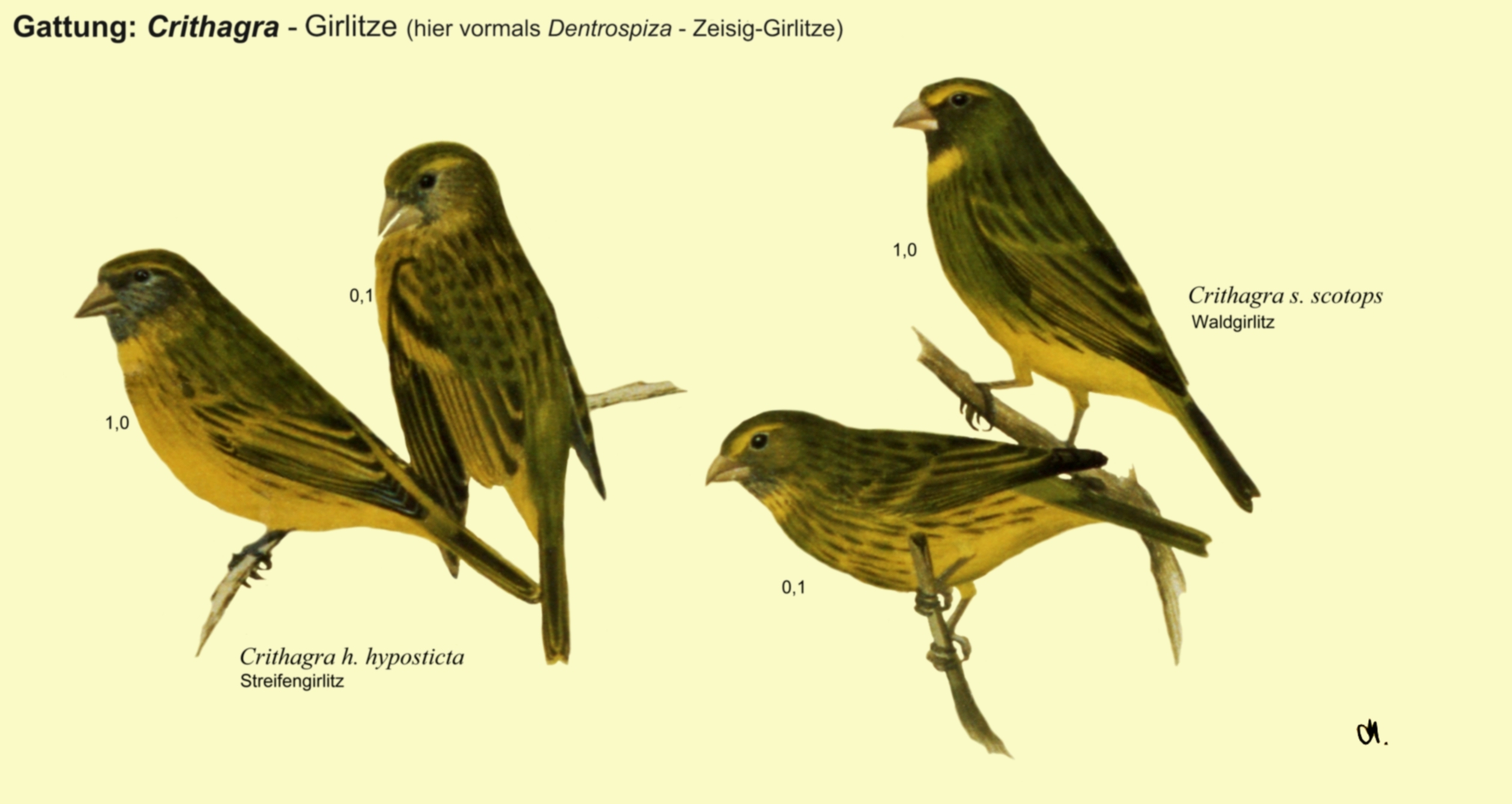 Crithagra: Zeisig-Girlitze - Streifengirlitz, Waldgirlitz