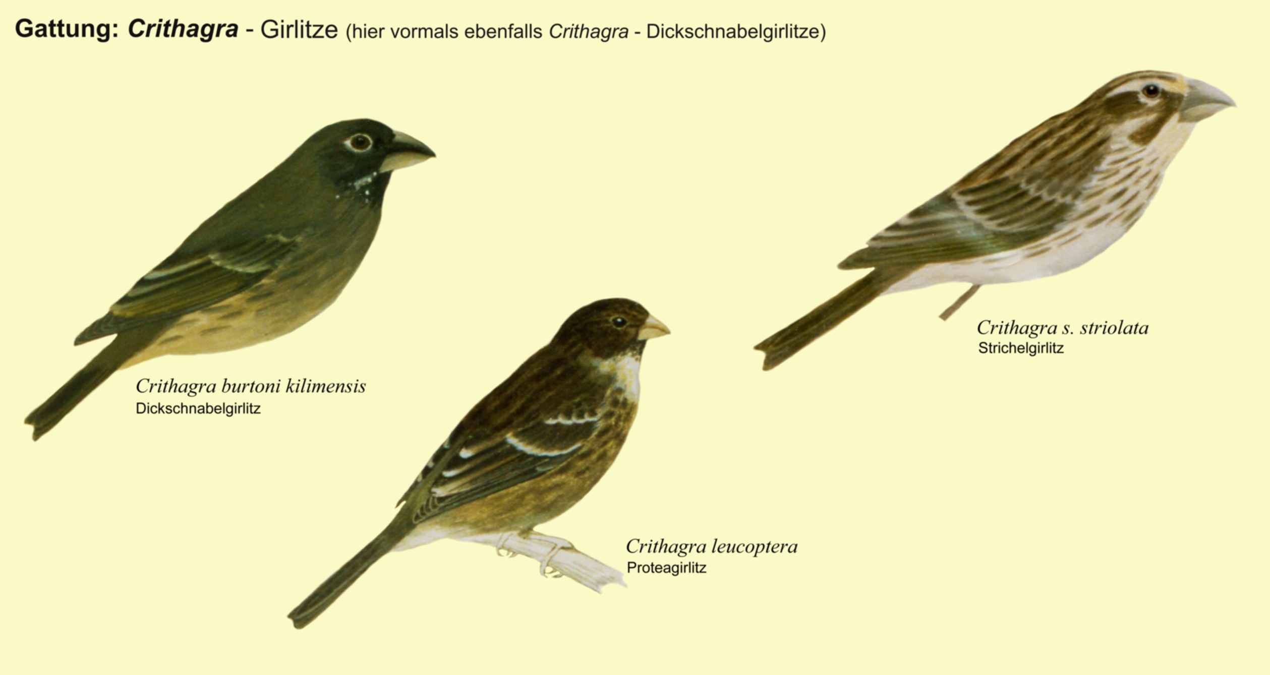 Crithagra: Dickschnabelgirlitze -Dickschnabelgirlitz, Proteagirlitz, Strichelgirlitz