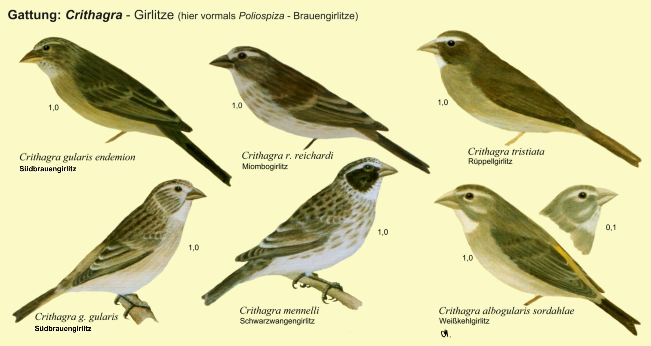 Crithagra: Brauengirlitze - Südbrauengirlitz, Miombogirlitz, Schwarzwangengirlitz, Rüppellgirlitz, Weißkehlgirlitz