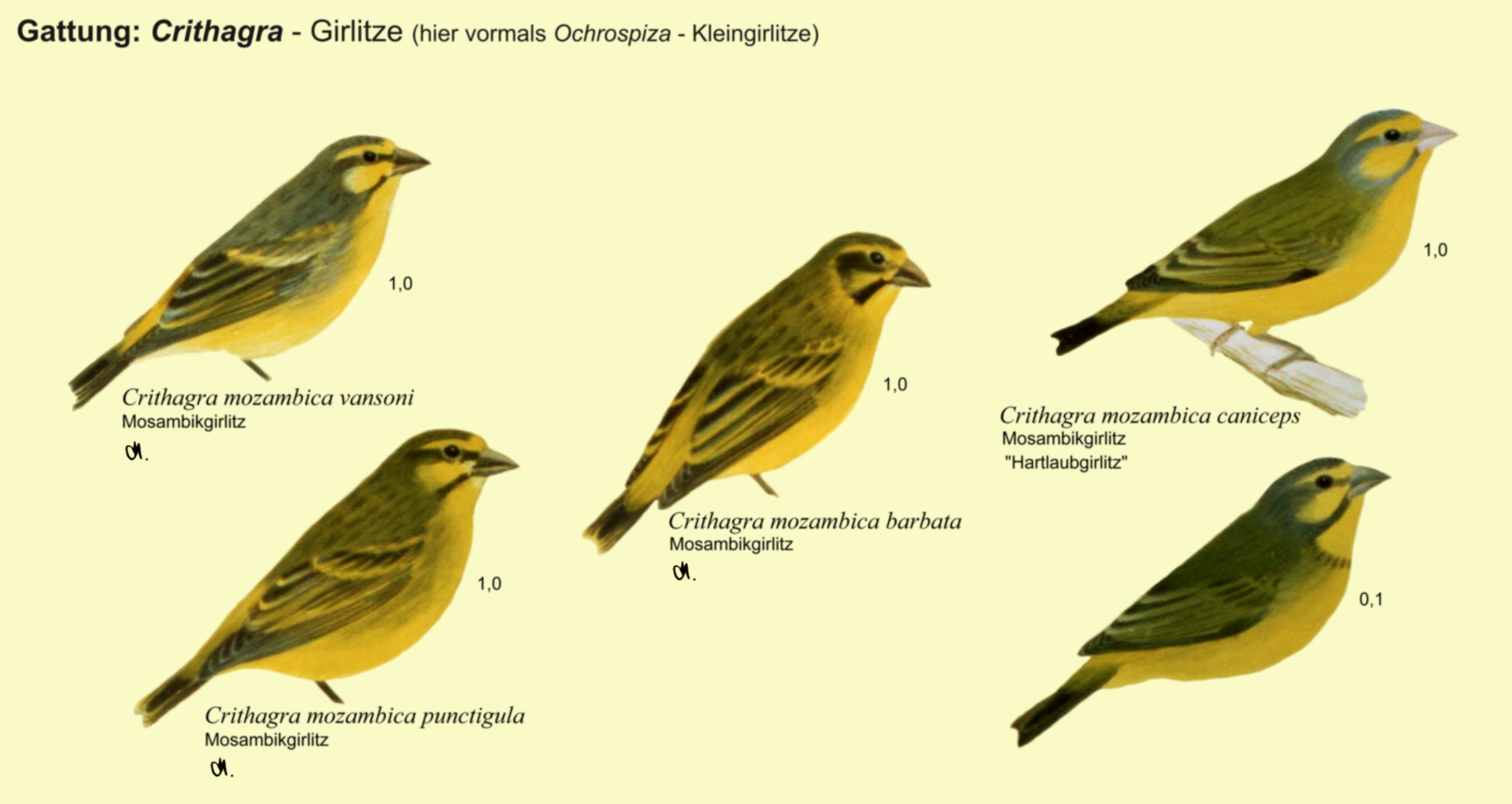 Crithagra: Kleingirlitze - Mosambikgirlitz, Hartlaubgirlitz