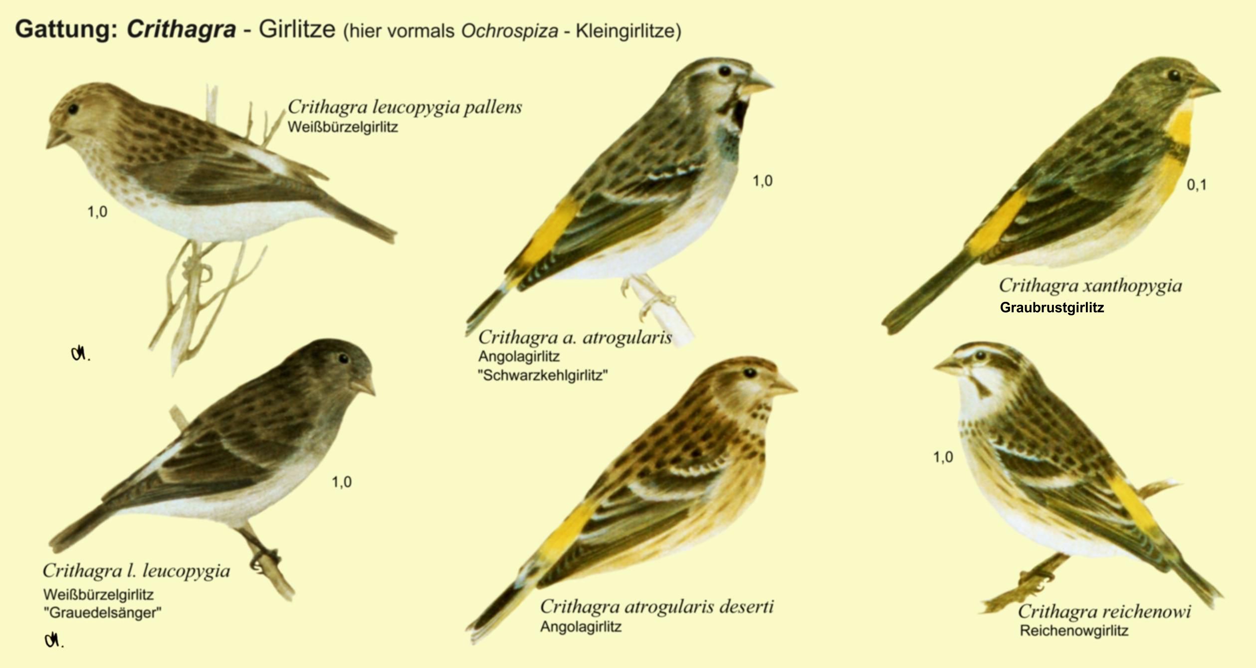 Crithagra: Kleingirlitze - Weißbürzelgirlitz, Angolagirlitz, Graubrustgirlitz, Reichenowgirlitz