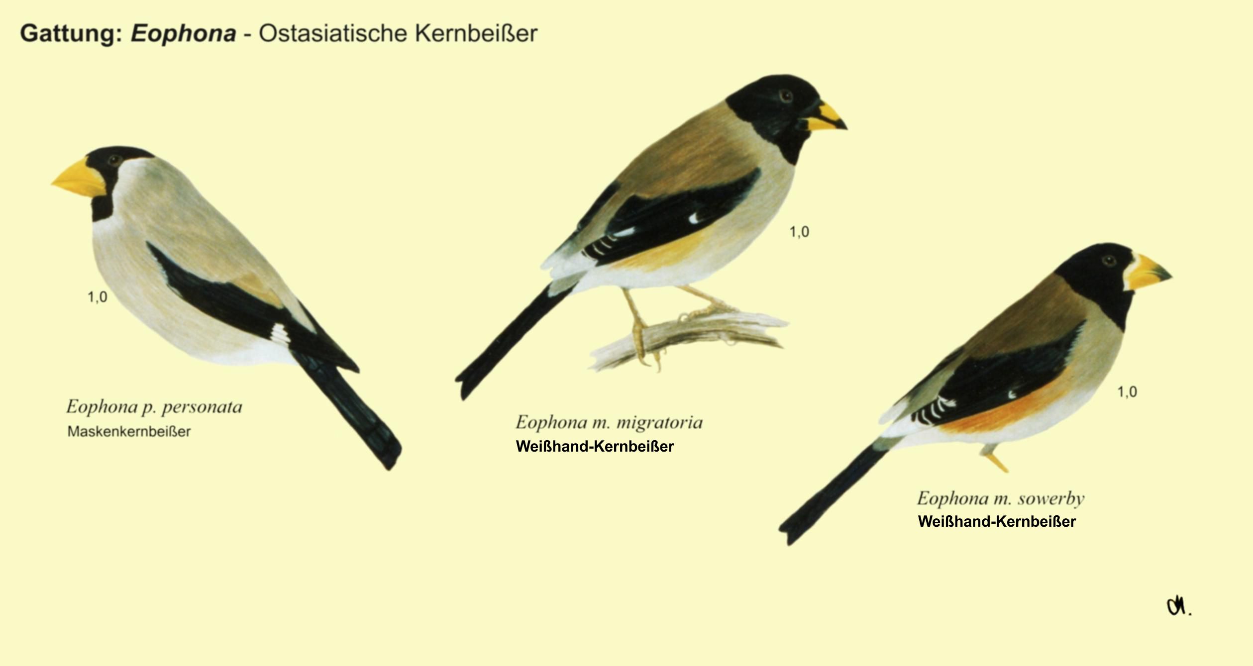 Eophona: ostasiat. Kernbeißer - Maskenkernbeißer, Weißhand-Kernbeißer