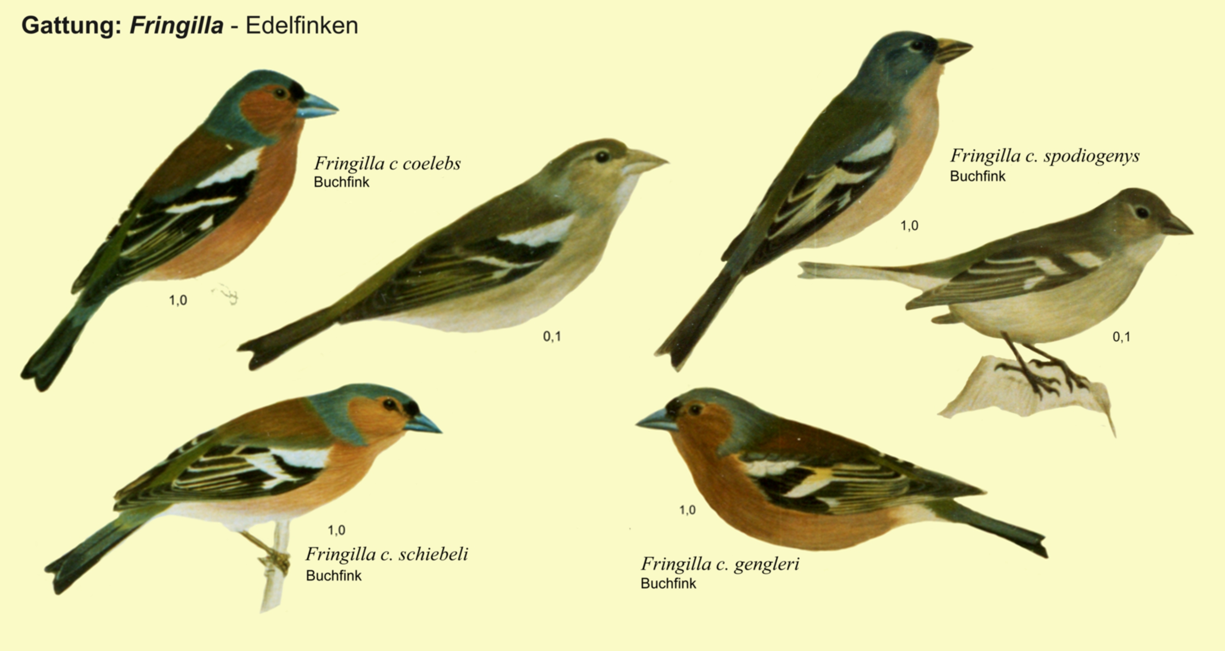 Fringilla: Edelfinken - Buchfink