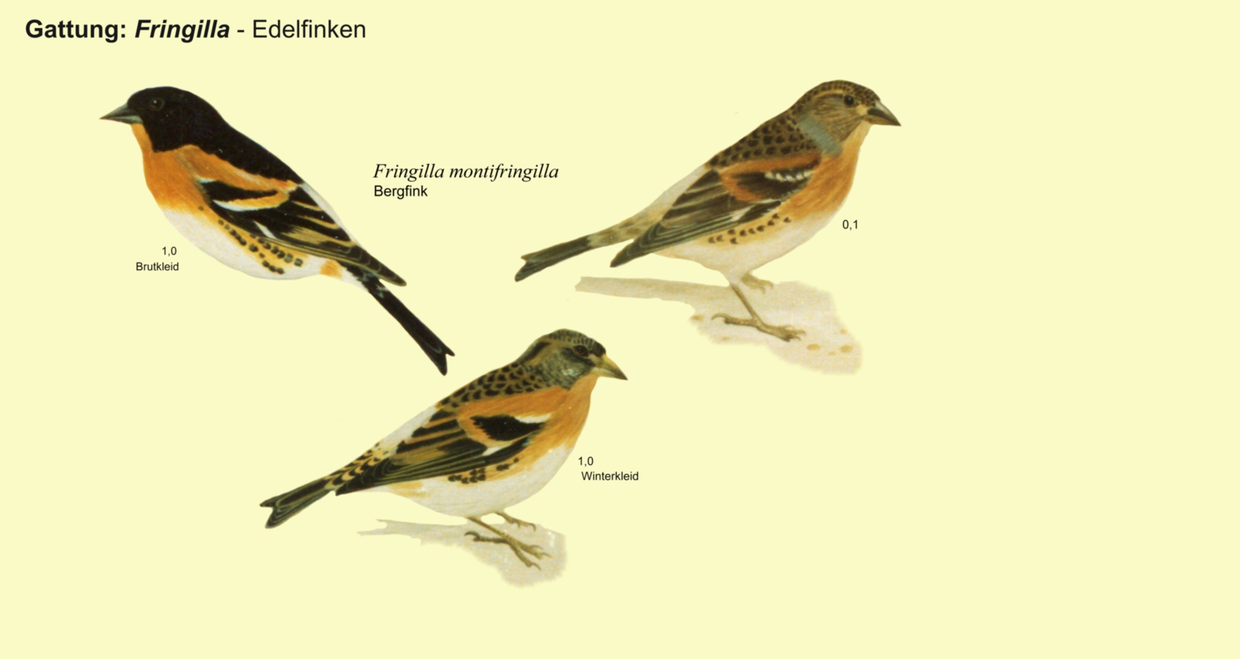 Fringilla: Edelfinken- Bergfink
