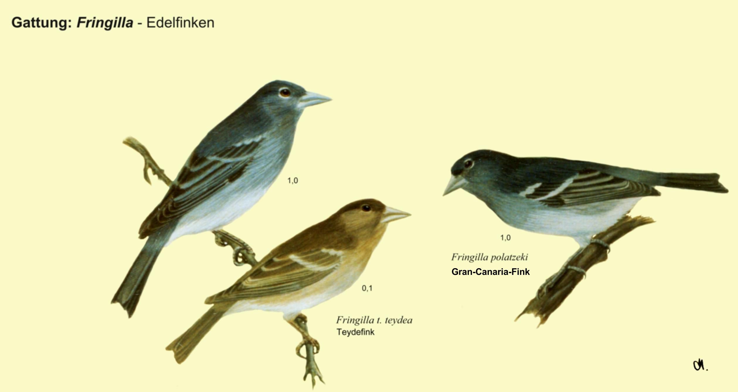Fringilla: Edelfinken - Teydefink, Gran-Canaria Fink