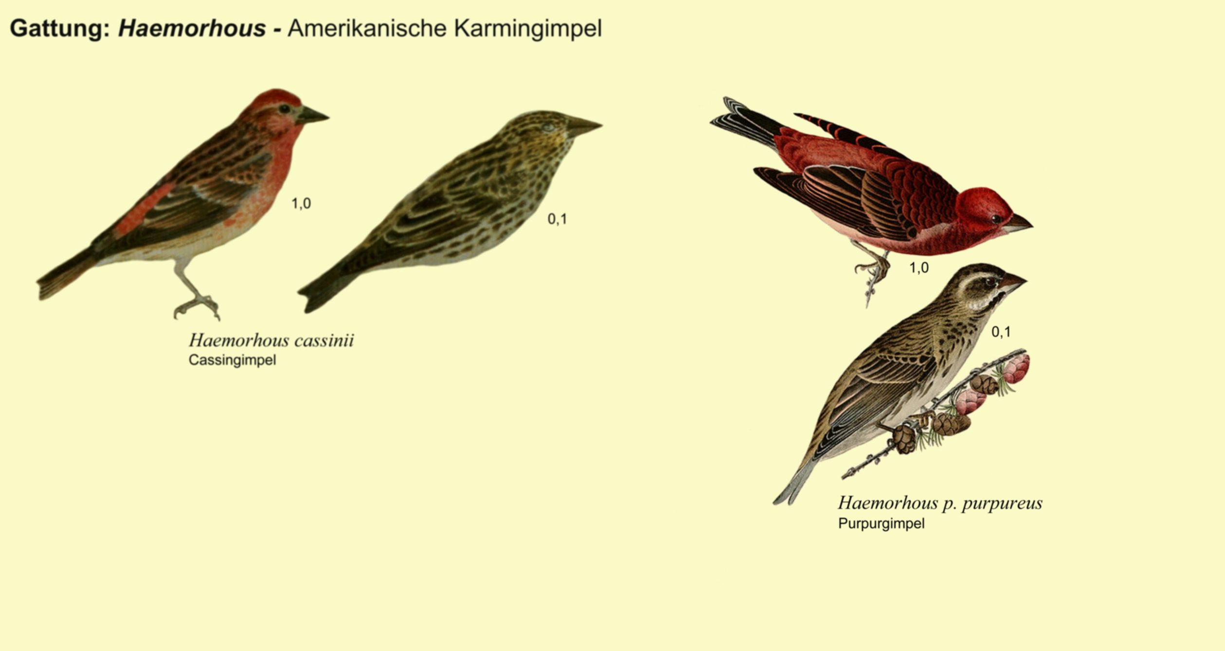 Haemorhous: Neuwelt-Karmingimpel - Cassingimpel, Purpurgimpel