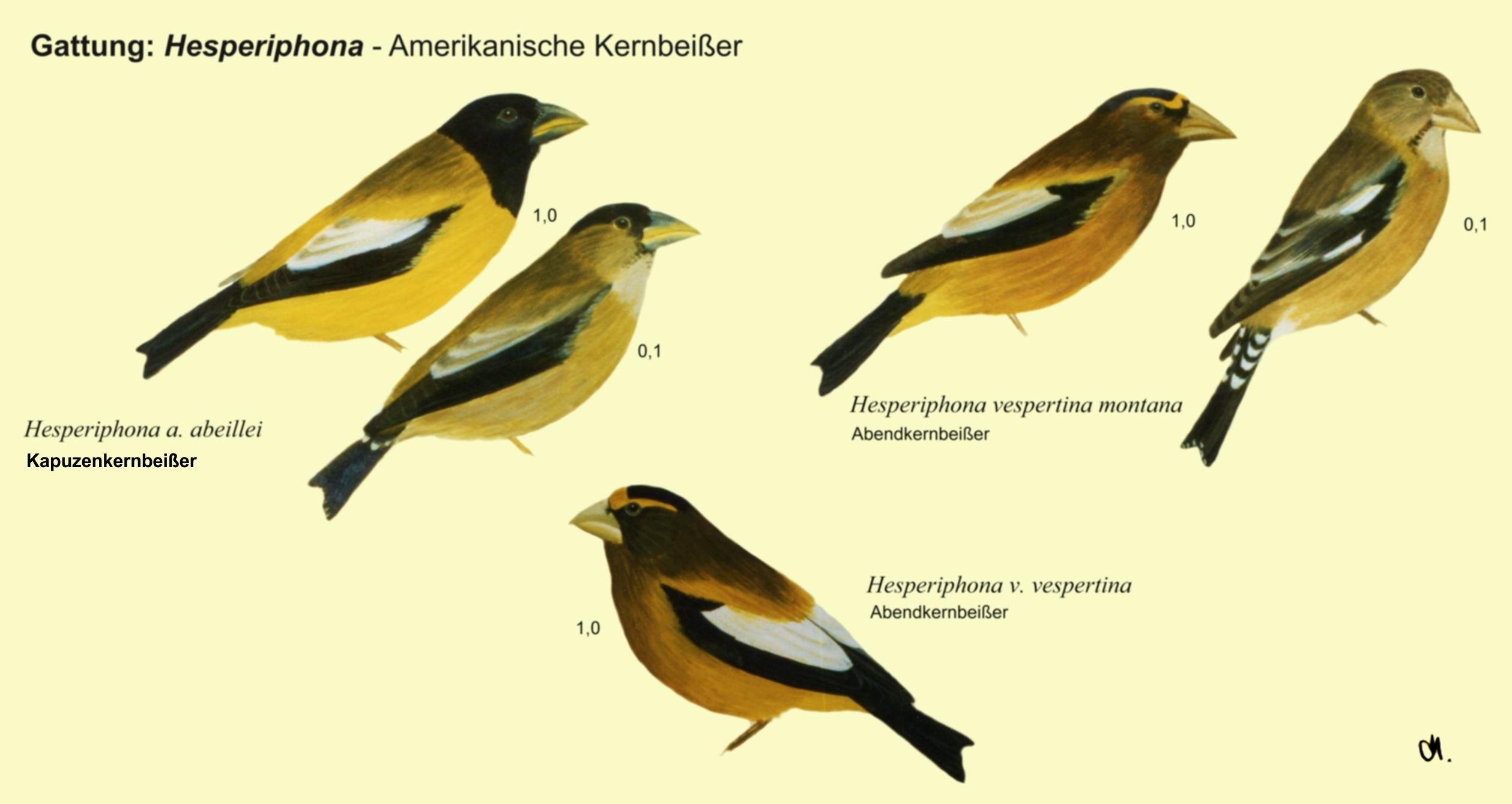 Hesperiphona: amerik. Kernbeißer - Kapuzenkernbeißer, Abendkernbeißer