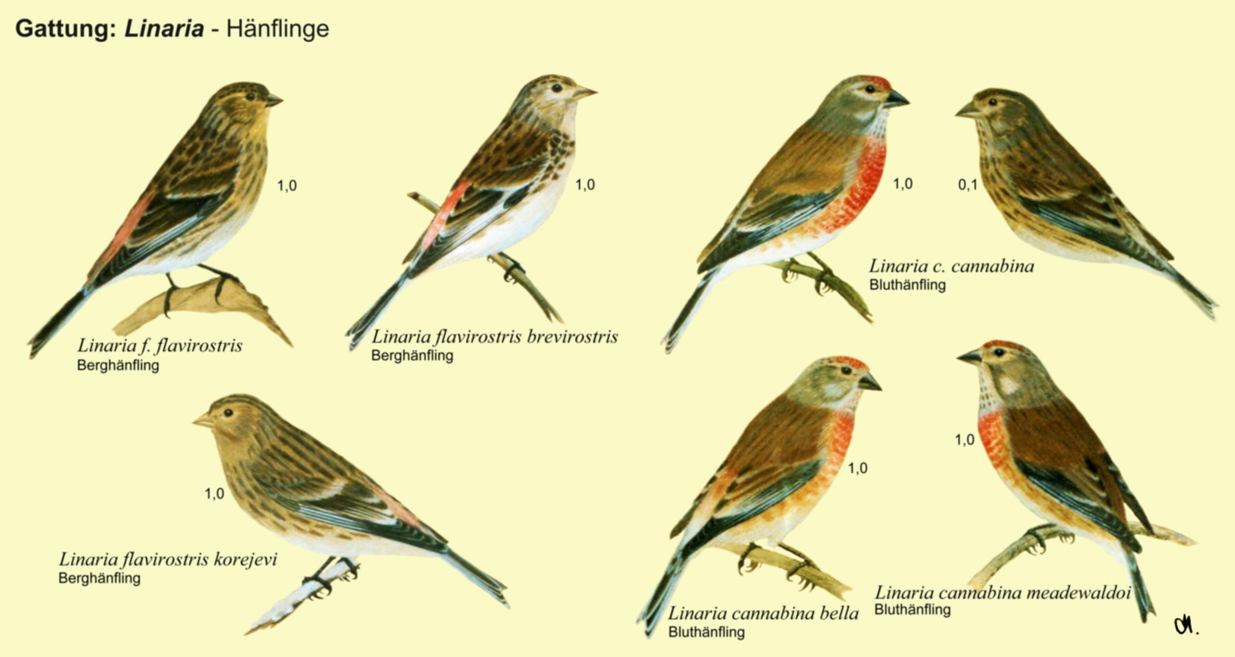 Linaria: Hänflinge - Berghänfling, Bluthänfling