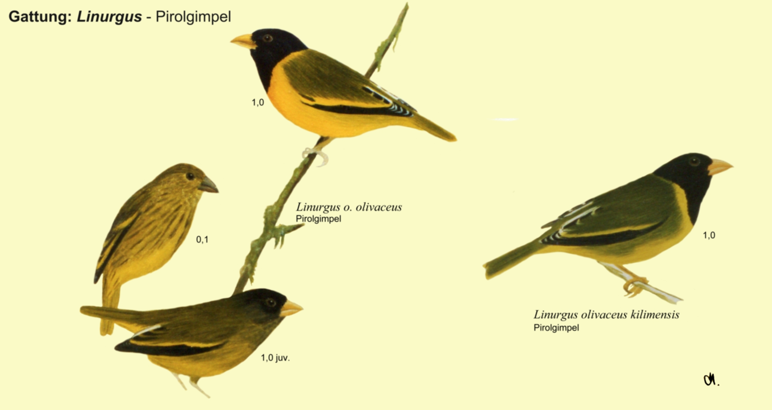 Linurgus: Pirolgimpel