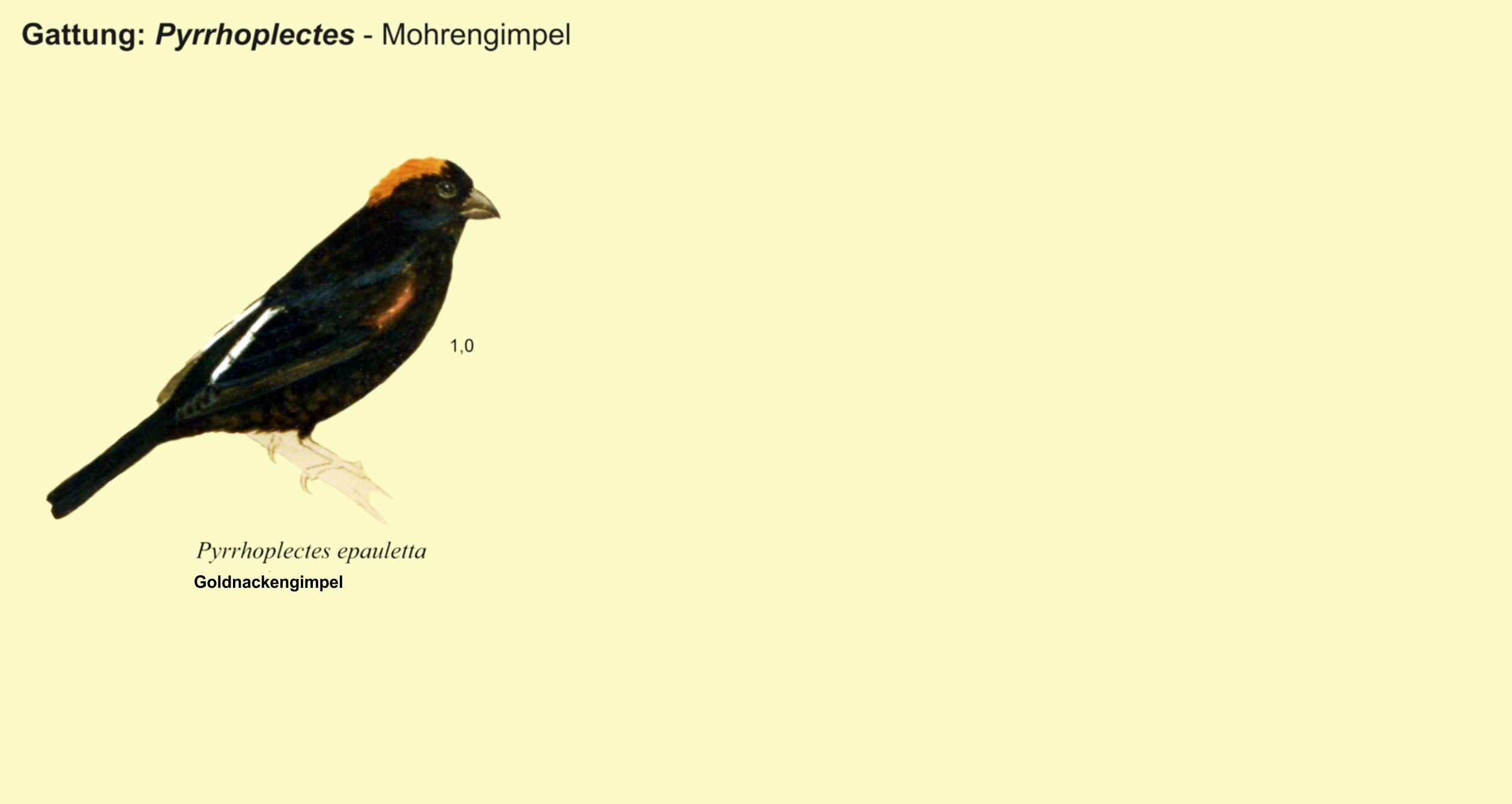 Pyrrhoplectes: Mohrengimpel - Goldnackengimpel