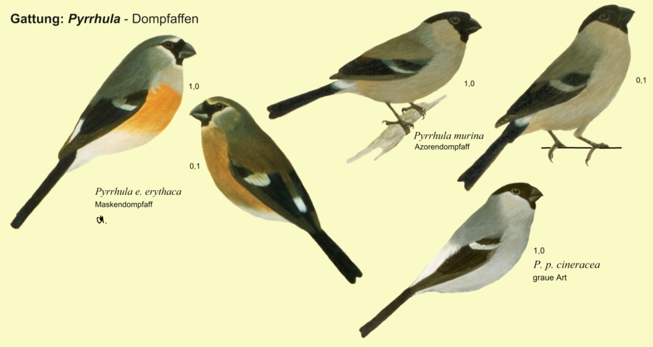 Pyrrhula: Dompfaffen - Maskendompfaff, Azorendompfaff