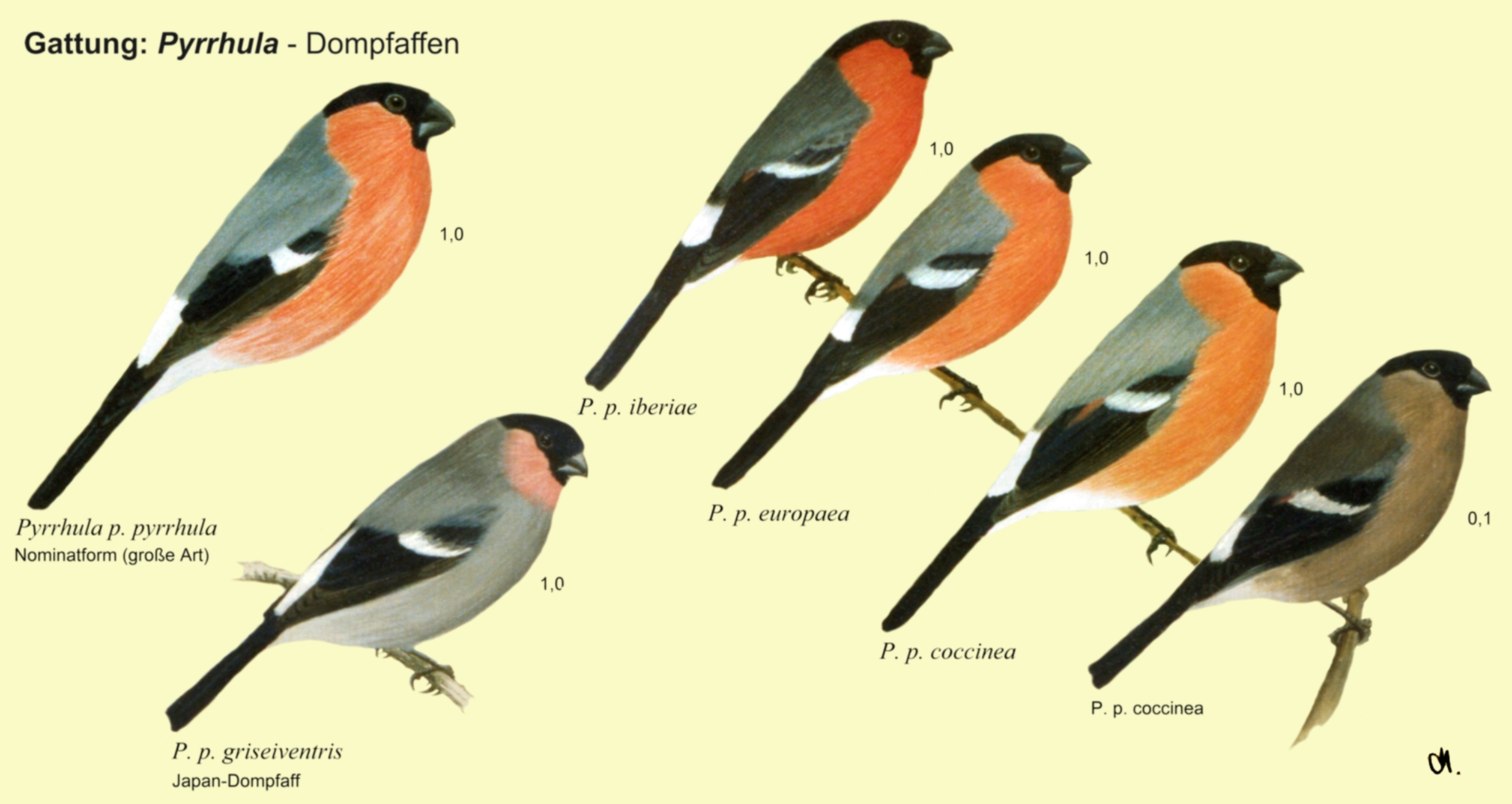 Pyrrhula: Dompfaffen - Dompfaff, Japan-Dompfaff