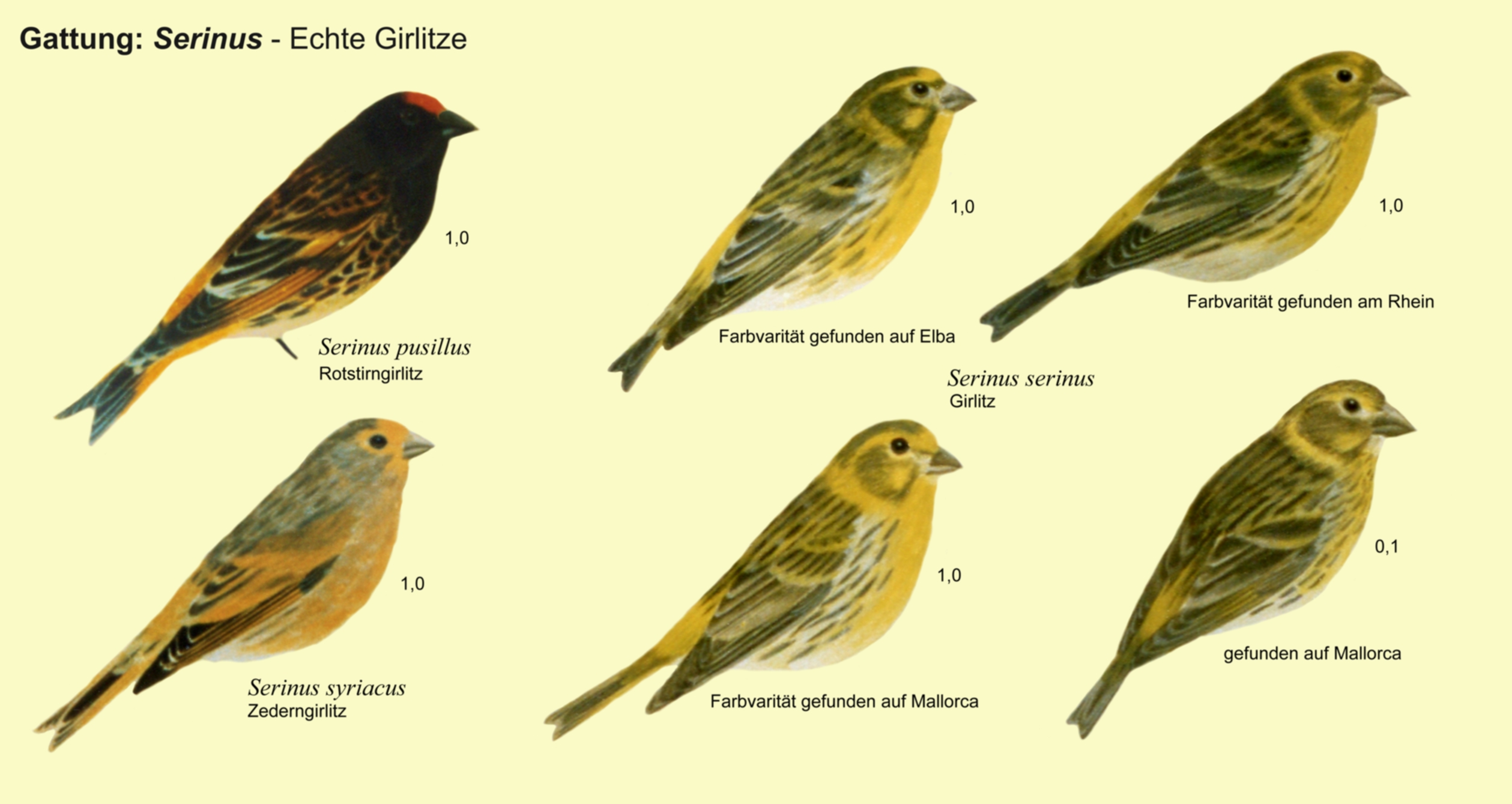 Serinus: Girlitze - Rotstirngirlitz, Zederngirlitz, Girlitz