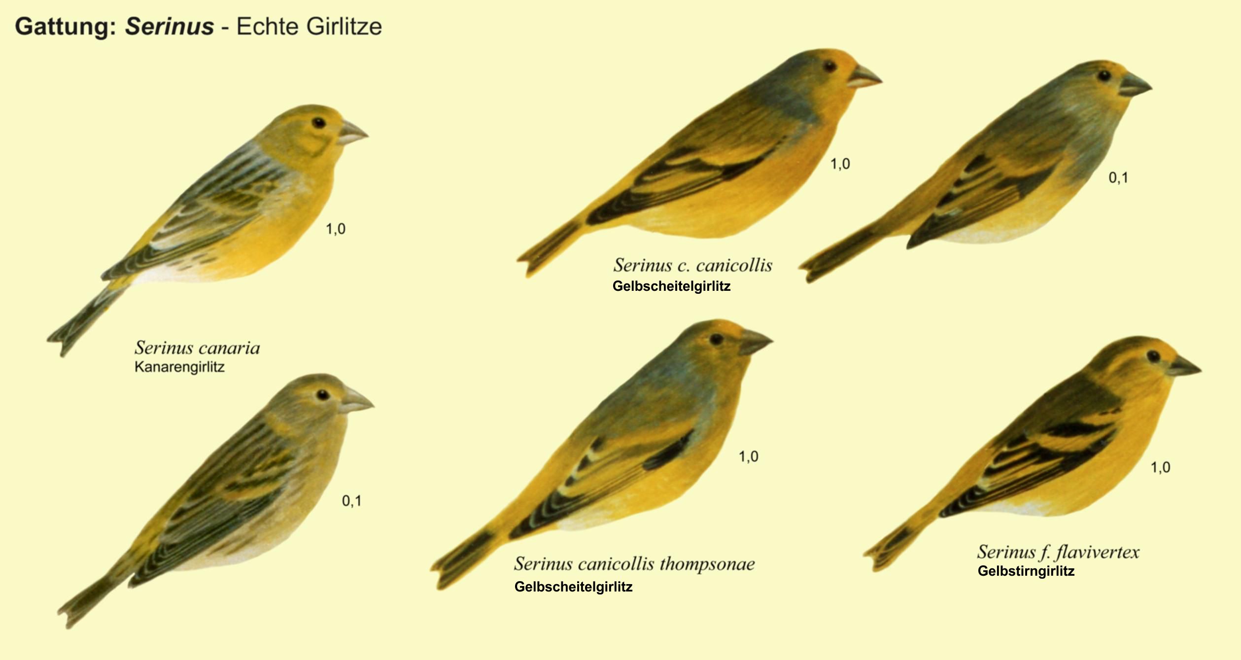Serinus: Echte Girlitze - Kanarengirlitz, Gelbscheitelgirlitz, Gelbstirngirlitz