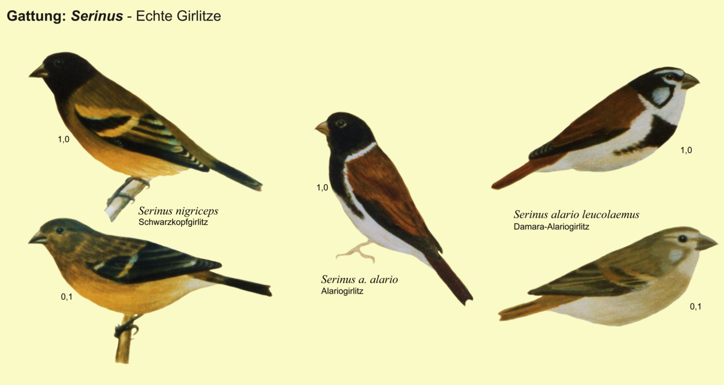 Serinus: Girlitze - Schwarzkopfgirlitz, Alario, Damara-Alario