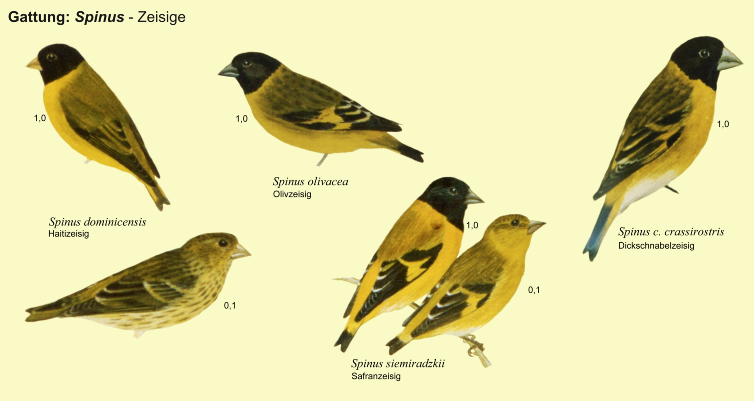 Spinus: Zeisige - Haitizeisig, Olivzeisig, Safranzeisig, Dickschnabelzeisig