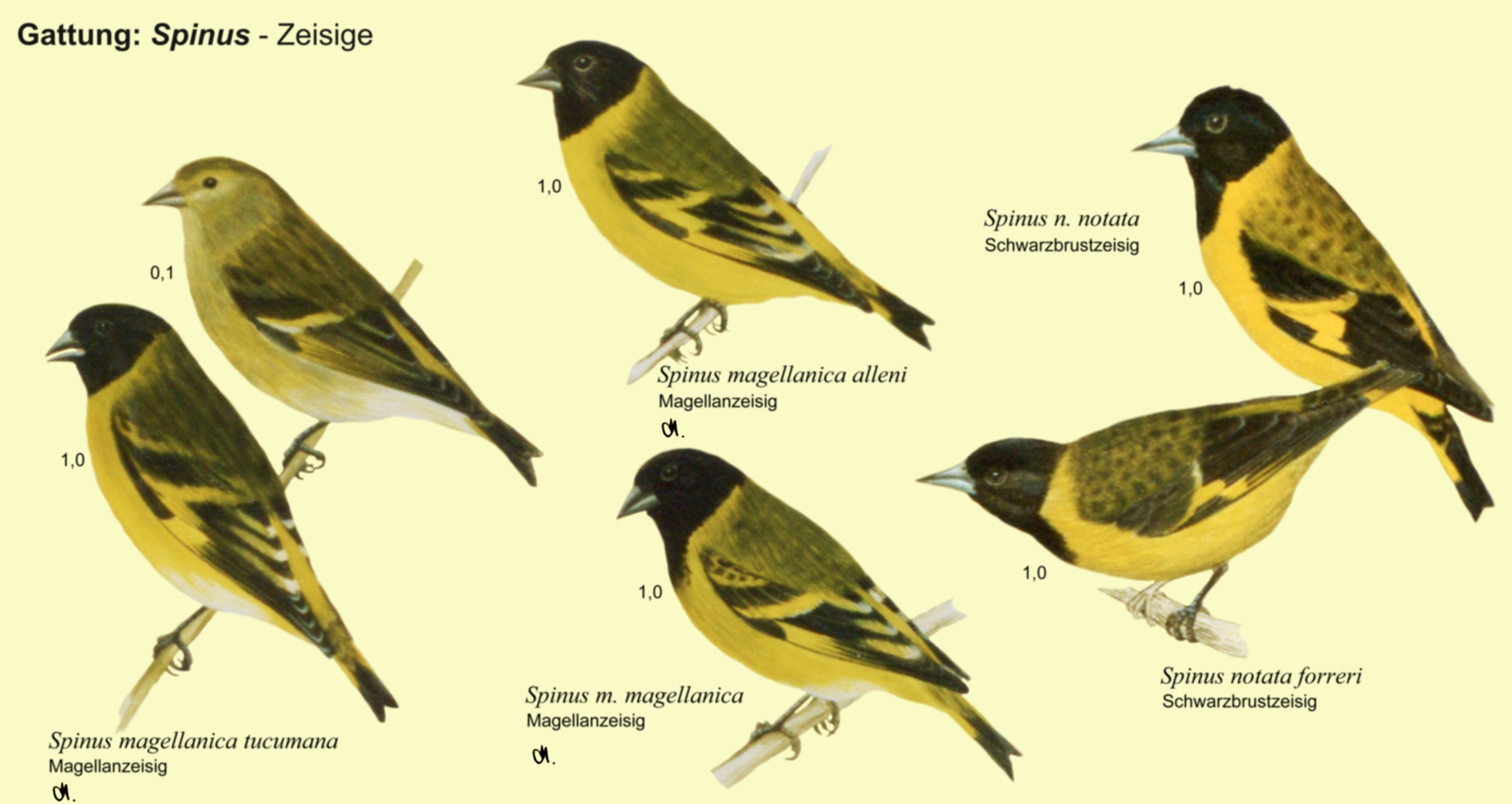 Spinus: Zeisige - Magellanzeisig, Schwarzbrustzeisig