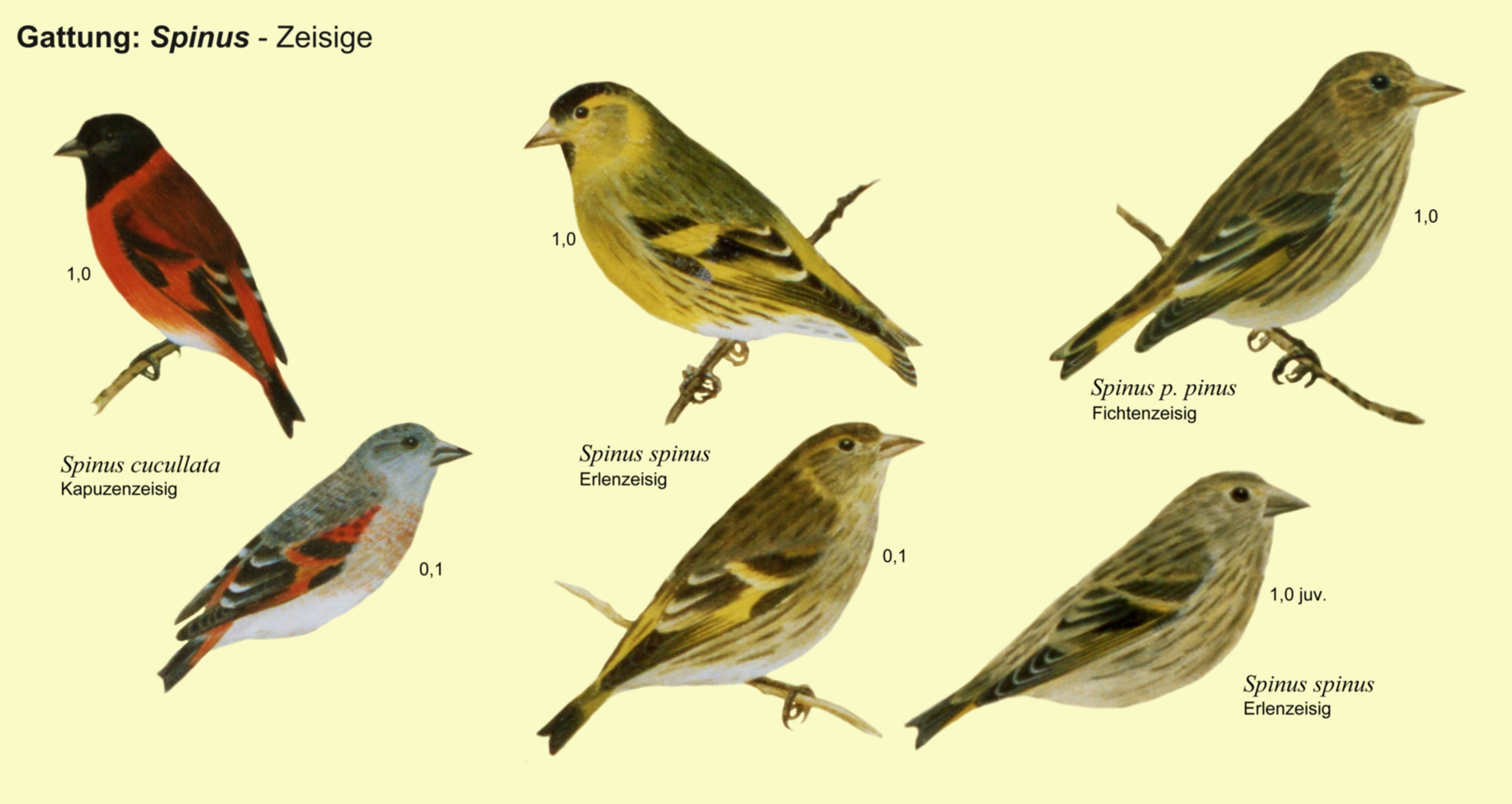 Spinus: Zeisige, Kapuzenzeisig, Erlenzeisig, Fichtenzeisig