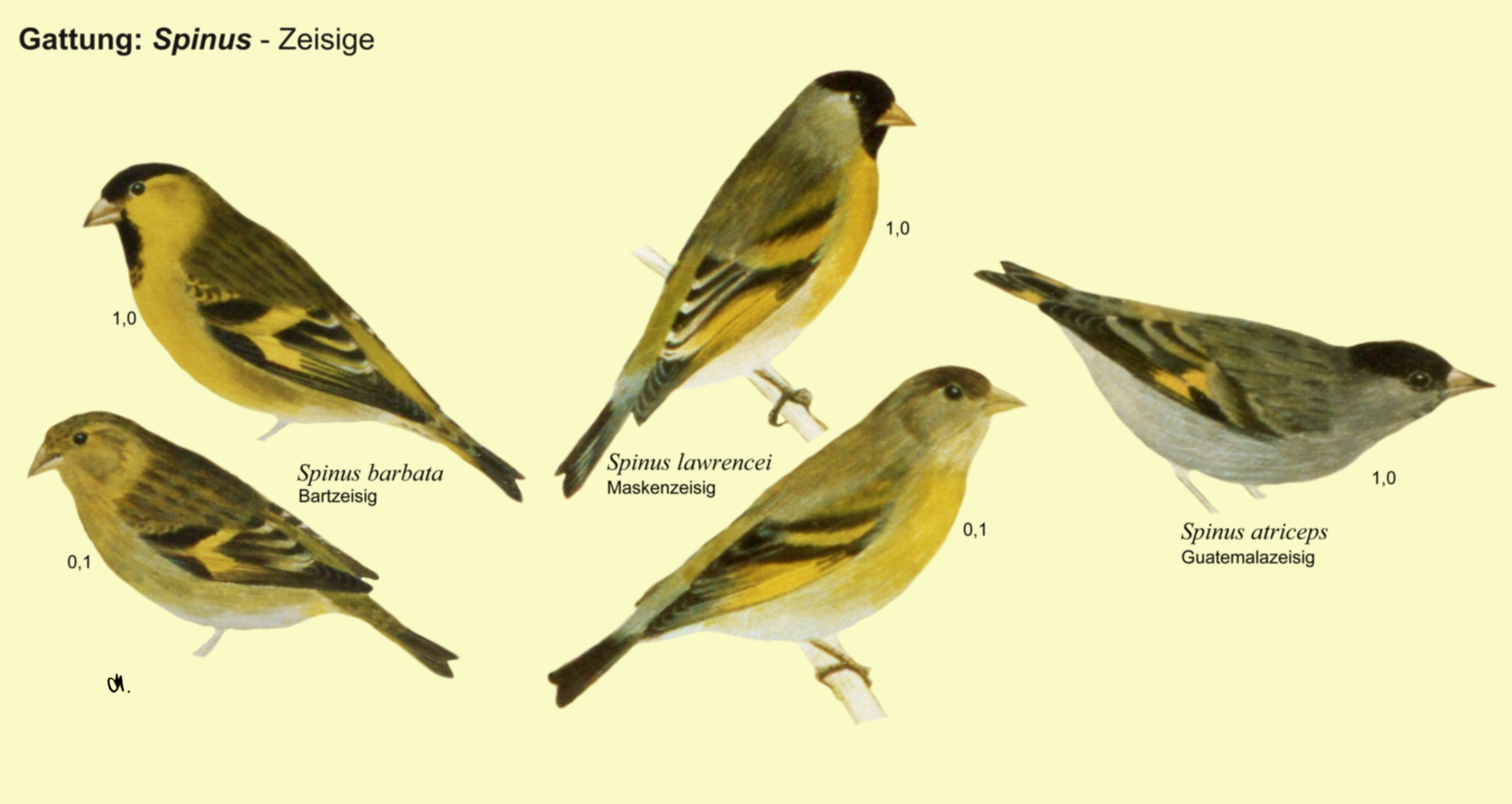 Spinus: Zeisige - Bartzeisig, Maskenzeisig, Guatemalazeisig
