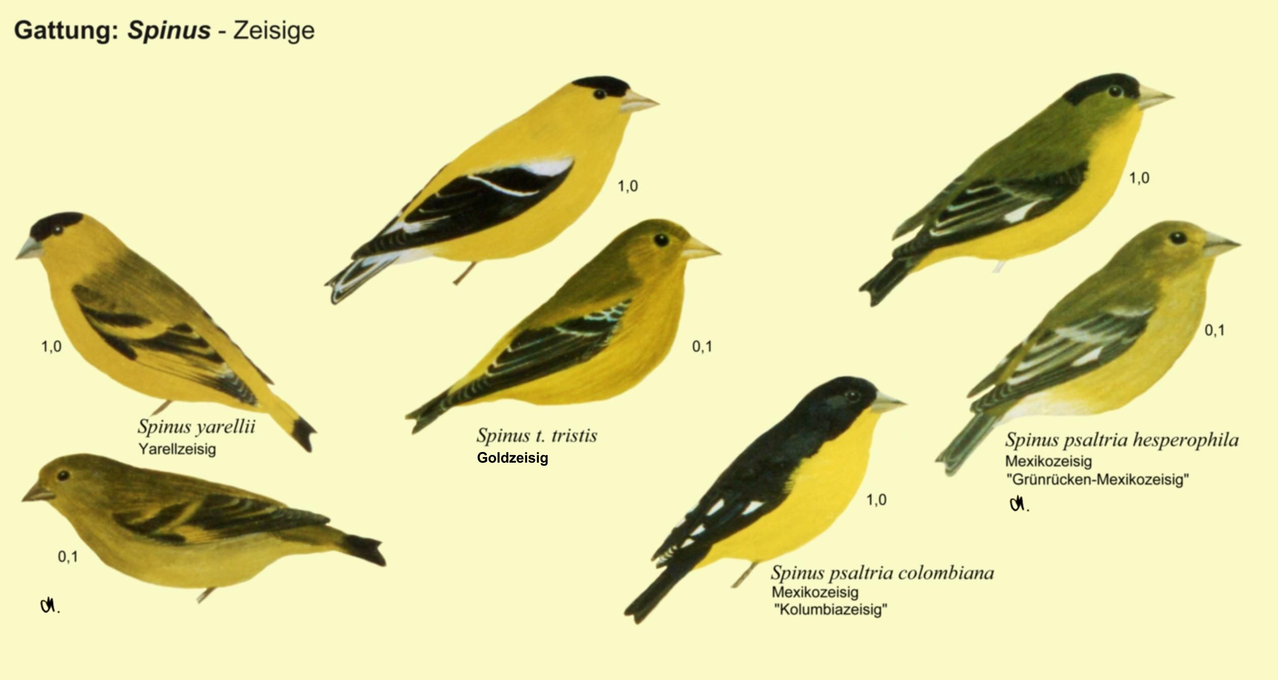 Spinus: Zeisige - Yarellzeisig, Goldzeisig, Mexikozeisig