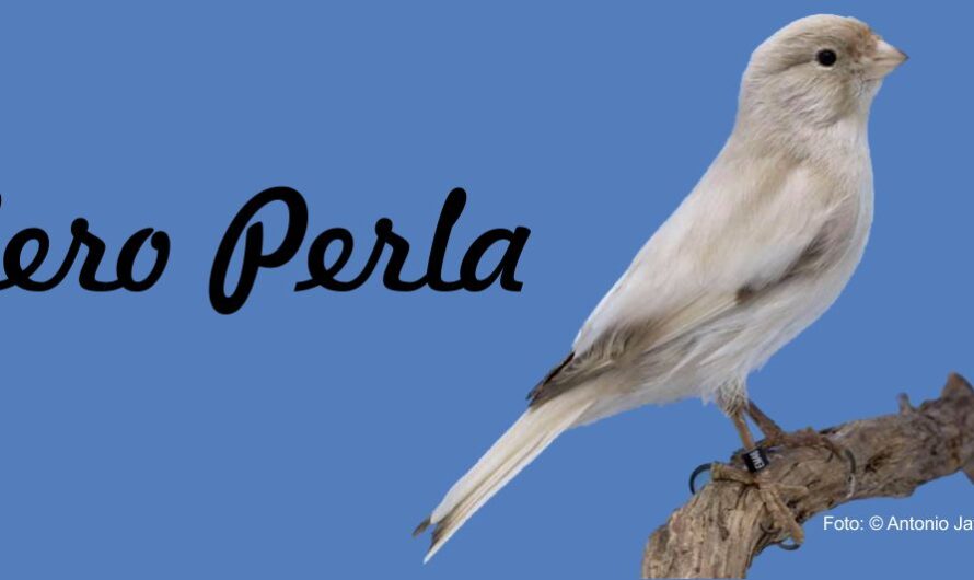 Nero Perla – die neue anerkannte Kanarienfarbe