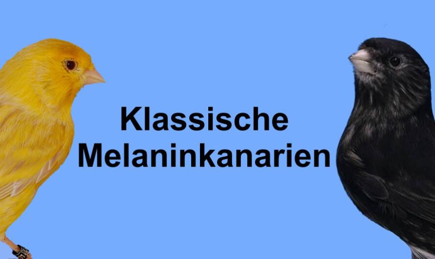 Melaninkanarien