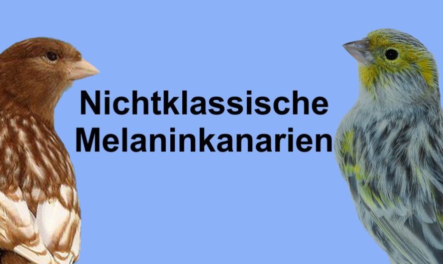 Nichtklassische Melaninkanarien