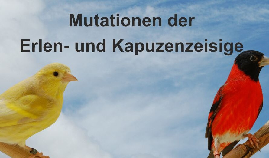 Mutationen der Erlen- und Kapuzenzeisige