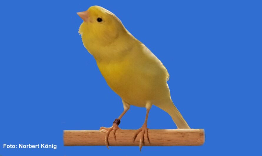 The Seifert Brothers – Sons of my hometown